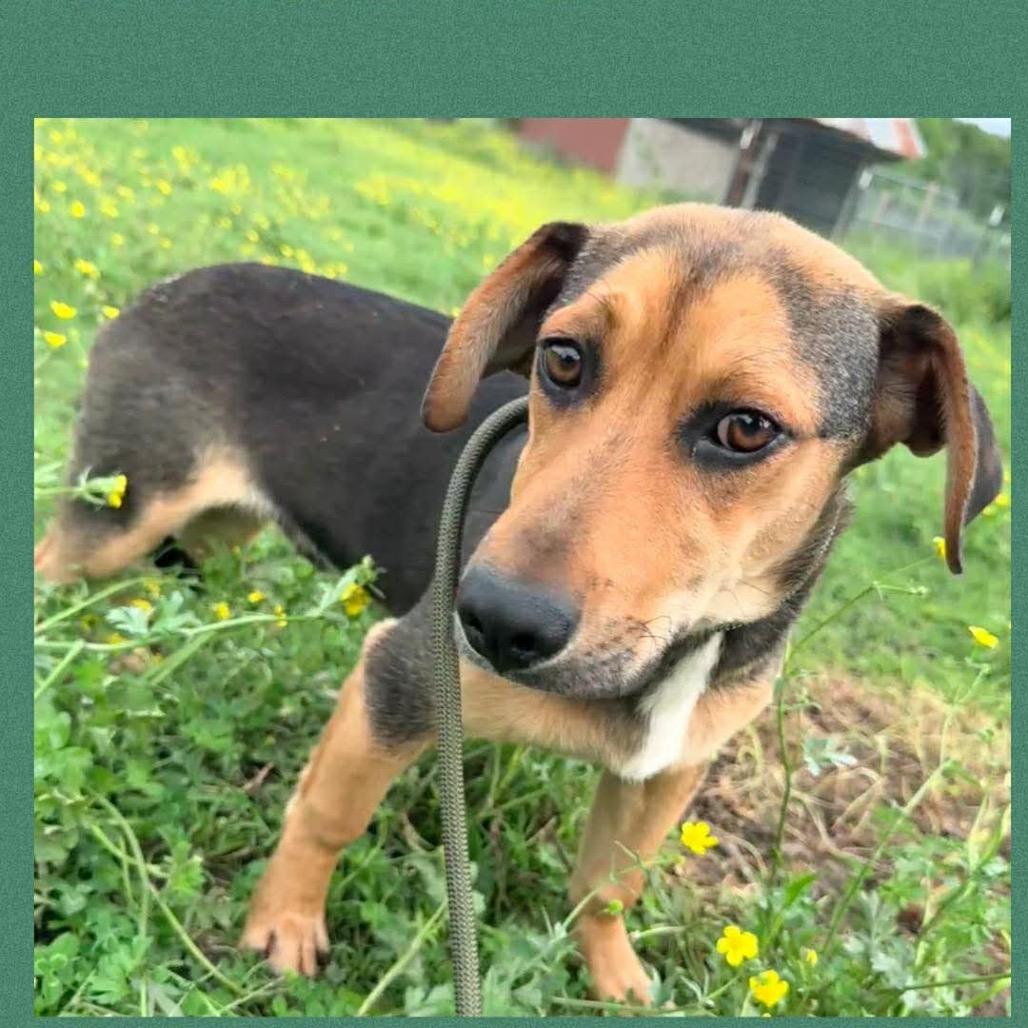 Enlarge Dale, a Adoptable mixed breed in Metamora, MI image 6/6