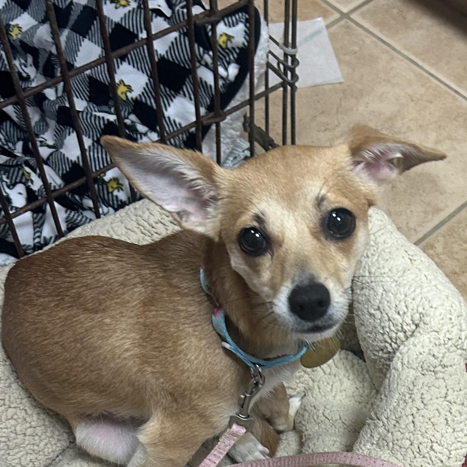 Enlarge Frittata, a ADOPTABLE mixed breed in Oak Ridge, NJ image 1/6