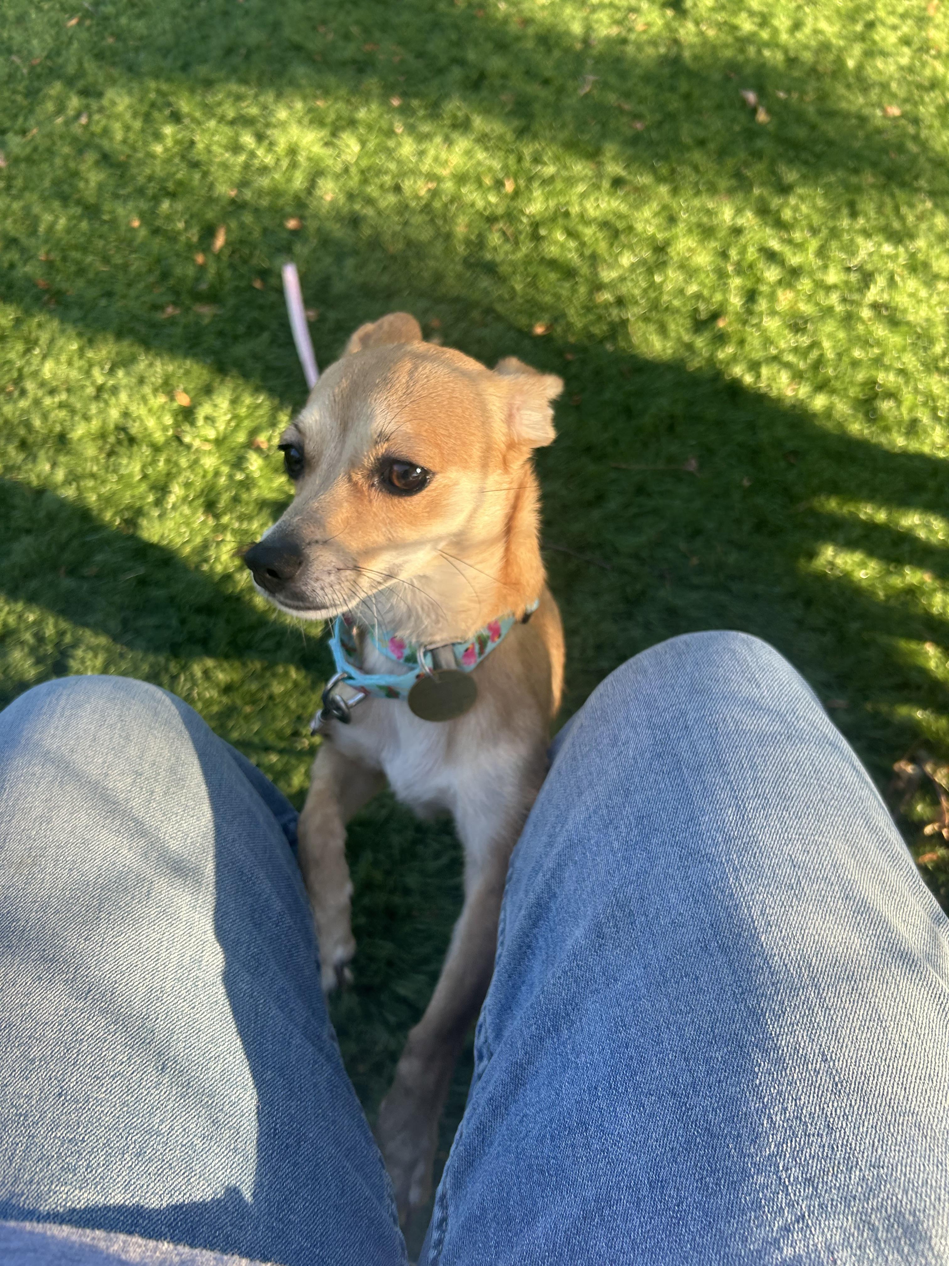 Enlarge Frittata, a ADOPTABLE mixed breed in Oak Ridge, NJ image 2/6