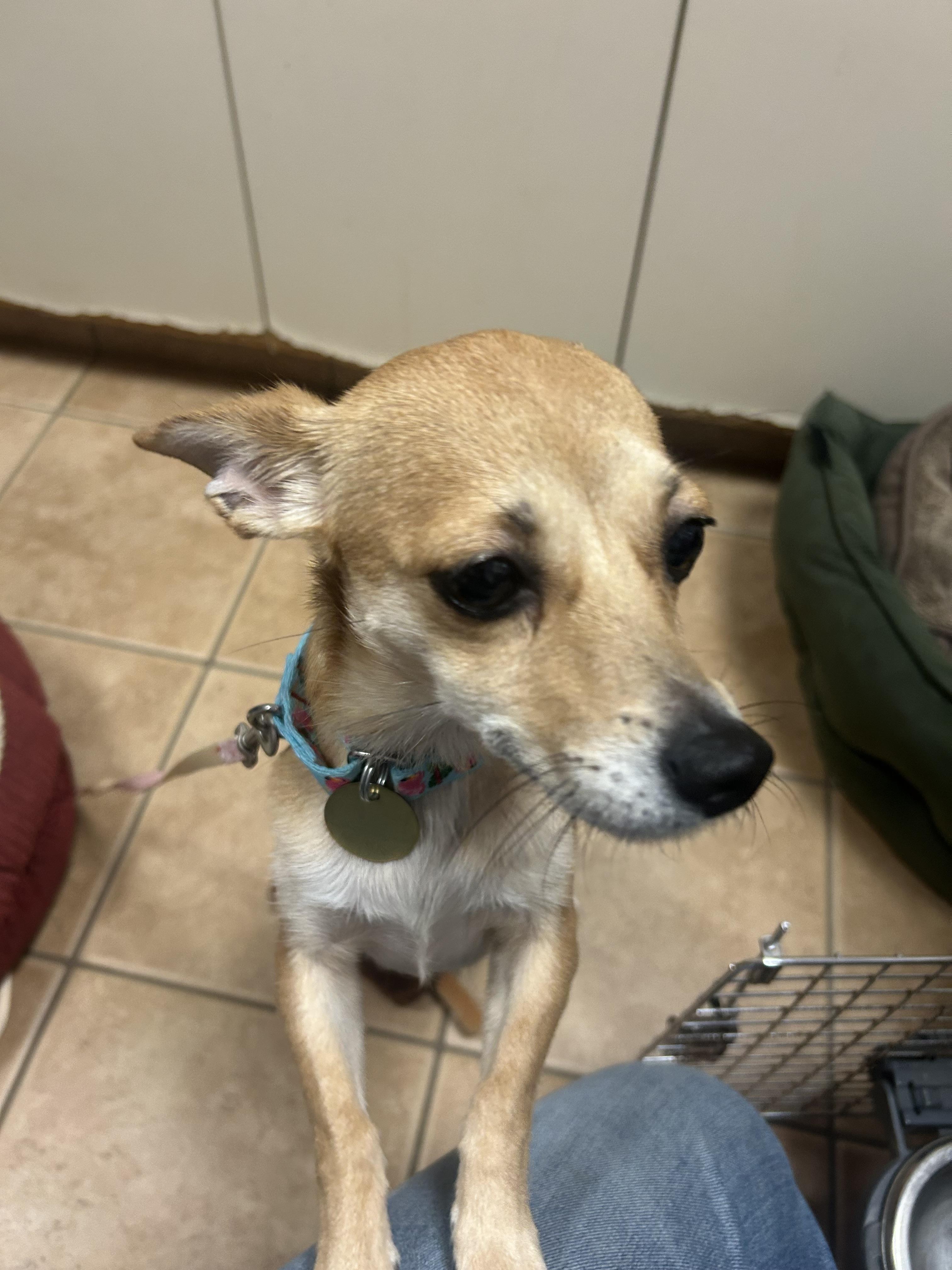 Enlarge Frittata, a ADOPTABLE mixed breed in Oak Ridge, NJ image 5/6