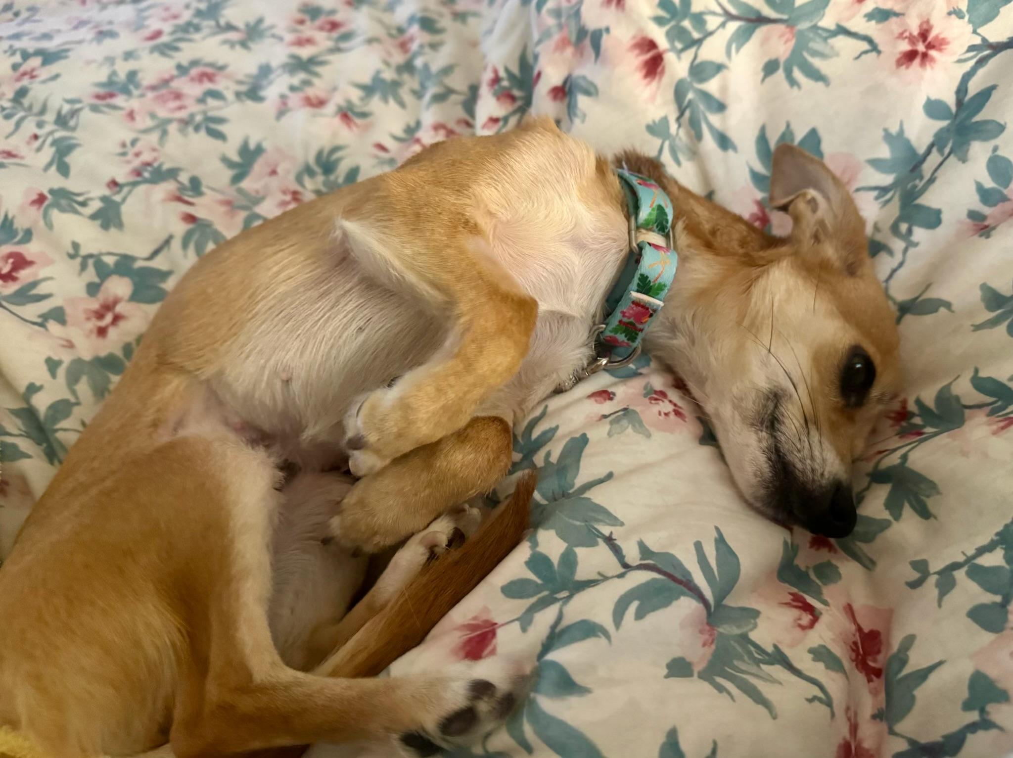 Enlarge Frittata, a ADOPTABLE mixed breed in Oak Ridge, NJ image 3/6