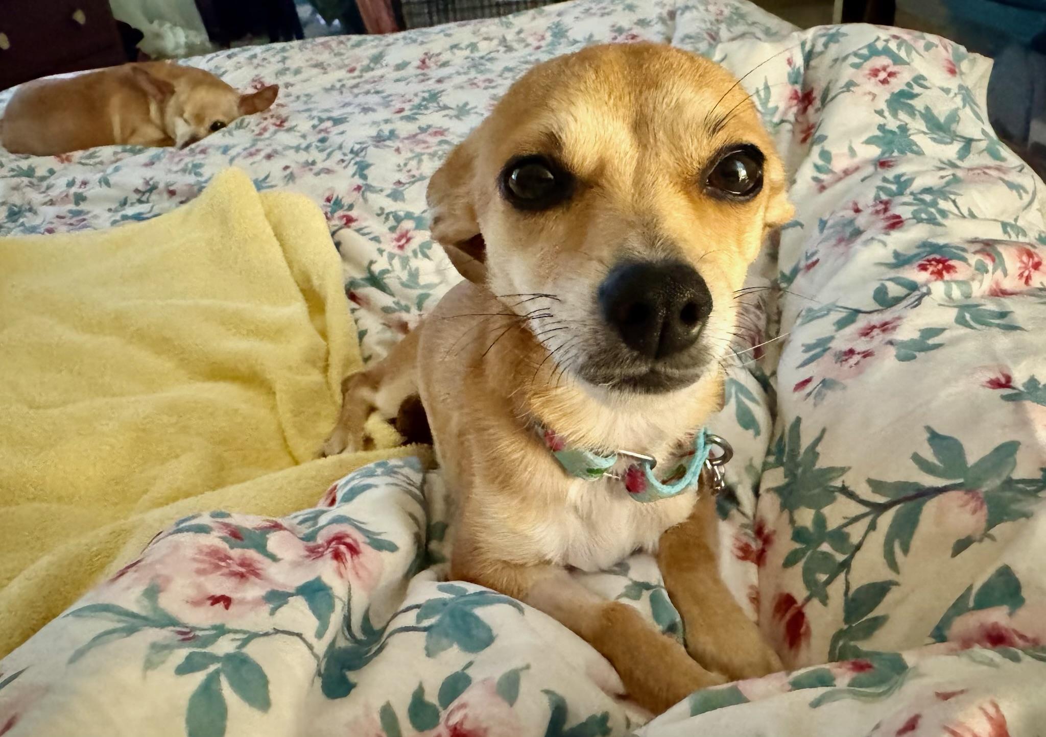 Enlarge Frittata, a ADOPTABLE mixed breed in Oak Ridge, NJ image 4/6