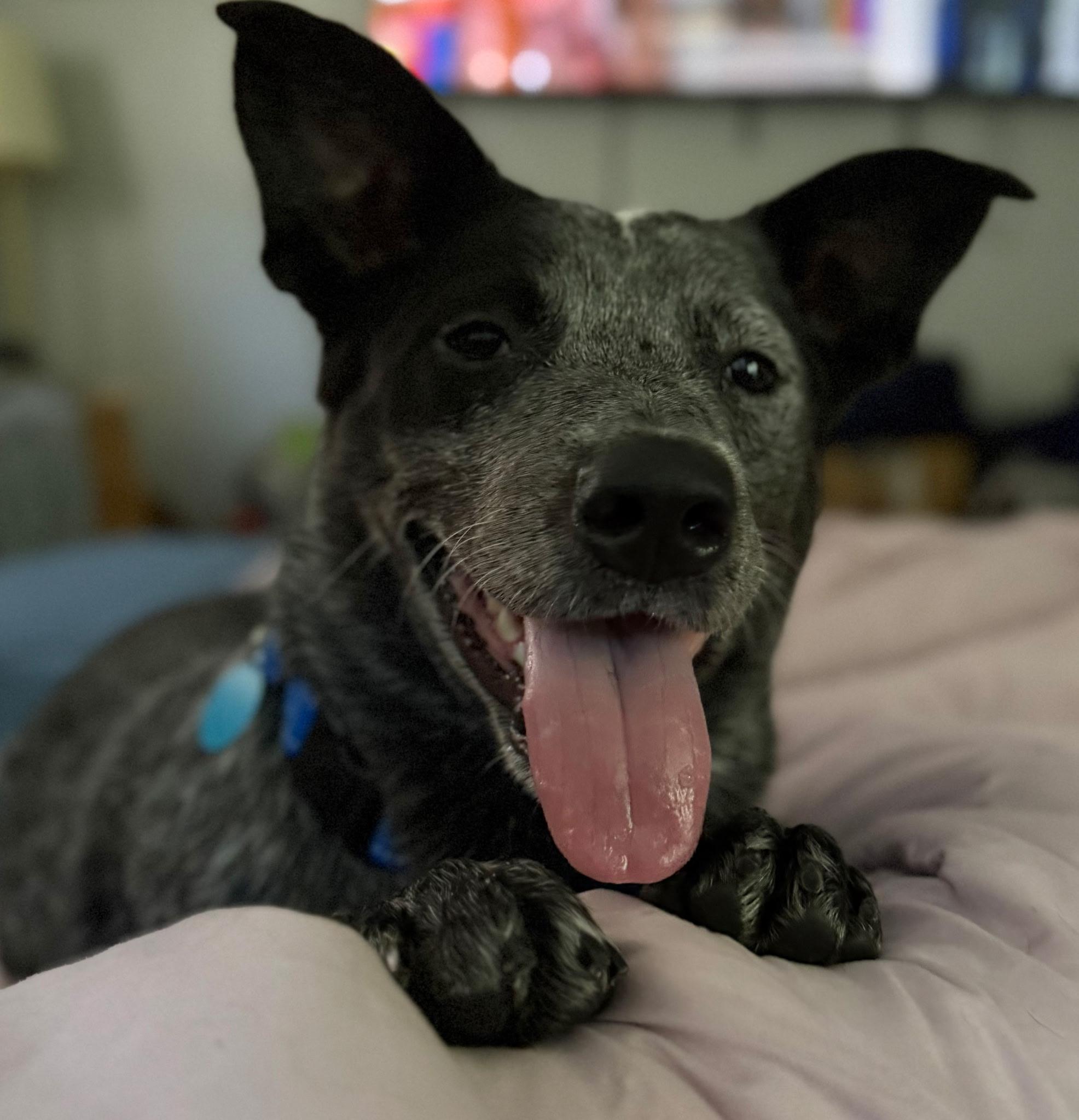 Enlarge Jet, a ADOPTABLE Australian Cattle Dog / Blue Heeler in Lake Worth, FL image 3/5