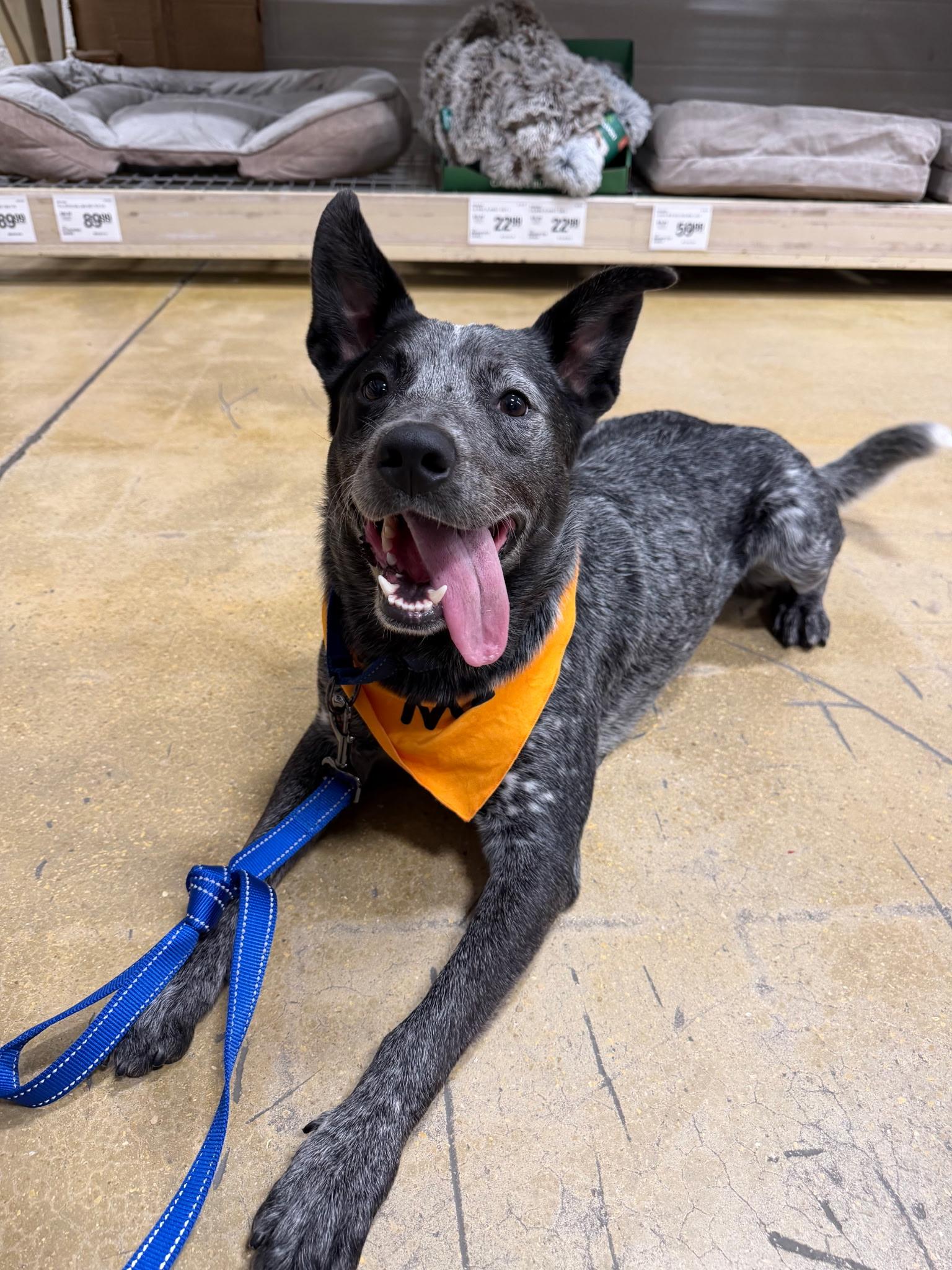 Enlarge Jet, a ADOPTABLE Australian Cattle Dog / Blue Heeler in Lake Worth, FL image 2/5