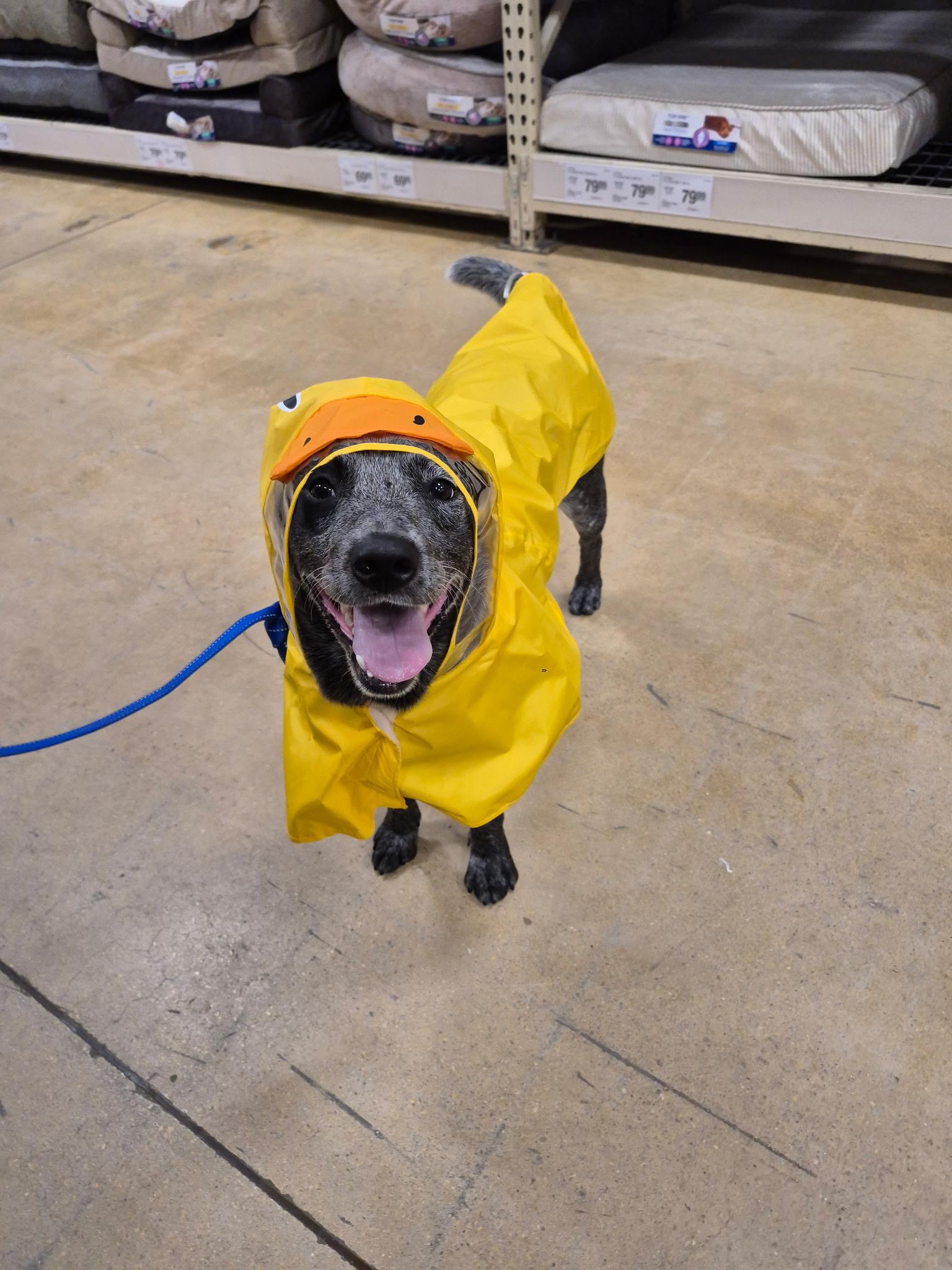 Enlarge Jet, a ADOPTABLE Australian Cattle Dog / Blue Heeler in Lake Worth, FL image 4/5