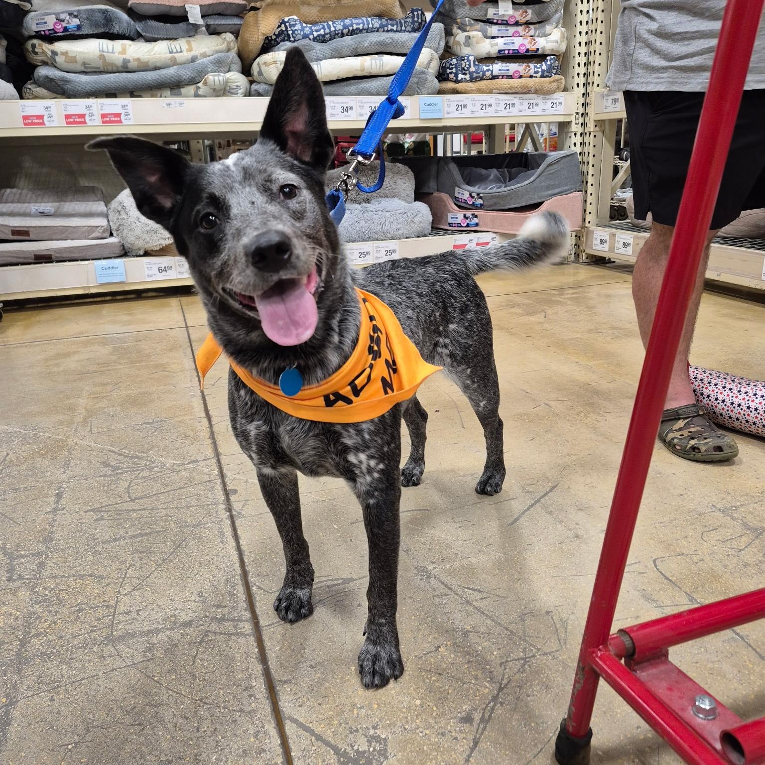 Enlarge Jet, a ADOPTABLE Australian Cattle Dog / Blue Heeler in Lake Worth, FL image 1/5