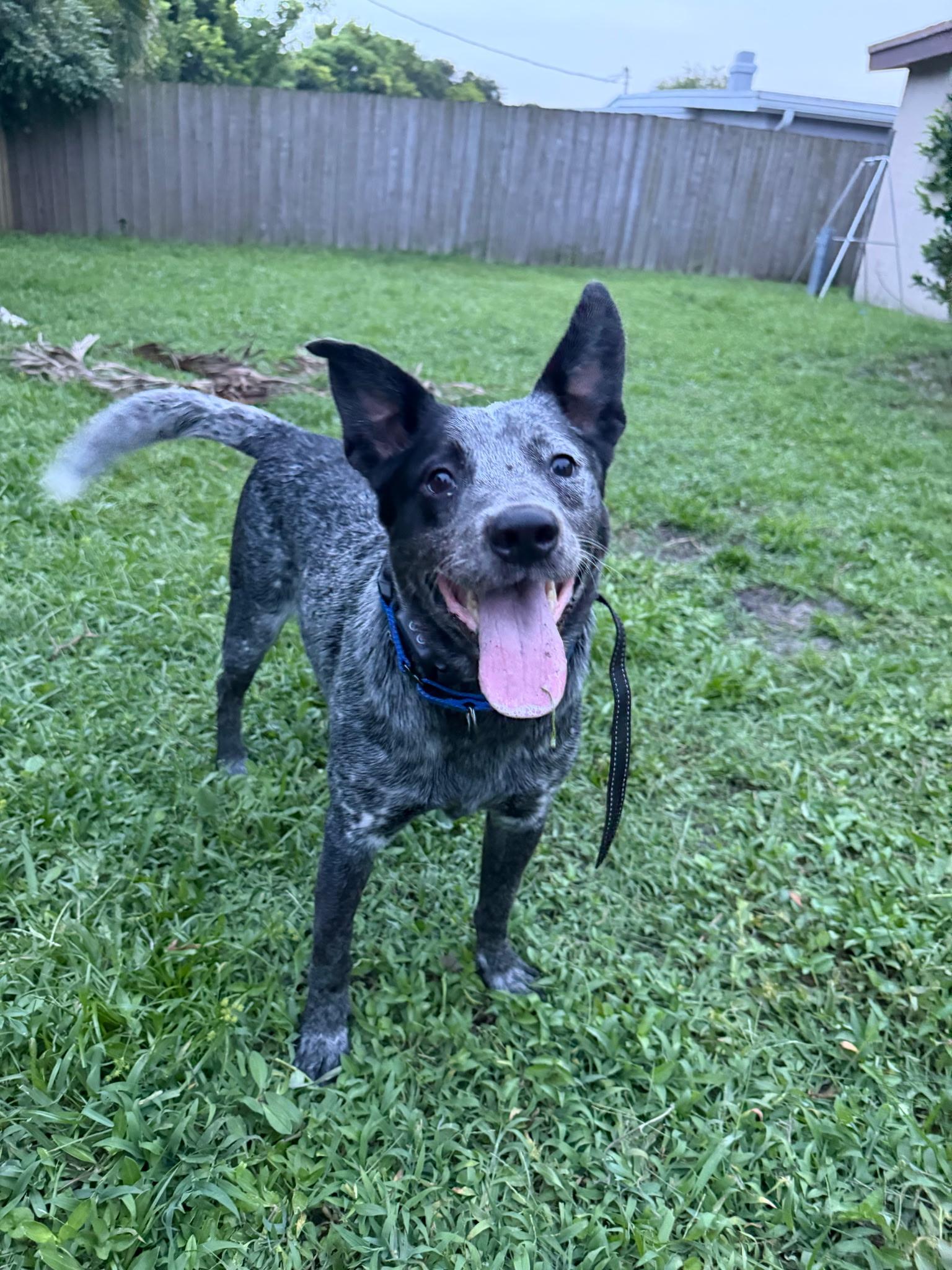 Enlarge Jet, a ADOPTABLE Australian Cattle Dog / Blue Heeler in Lake Worth, FL image 5/5