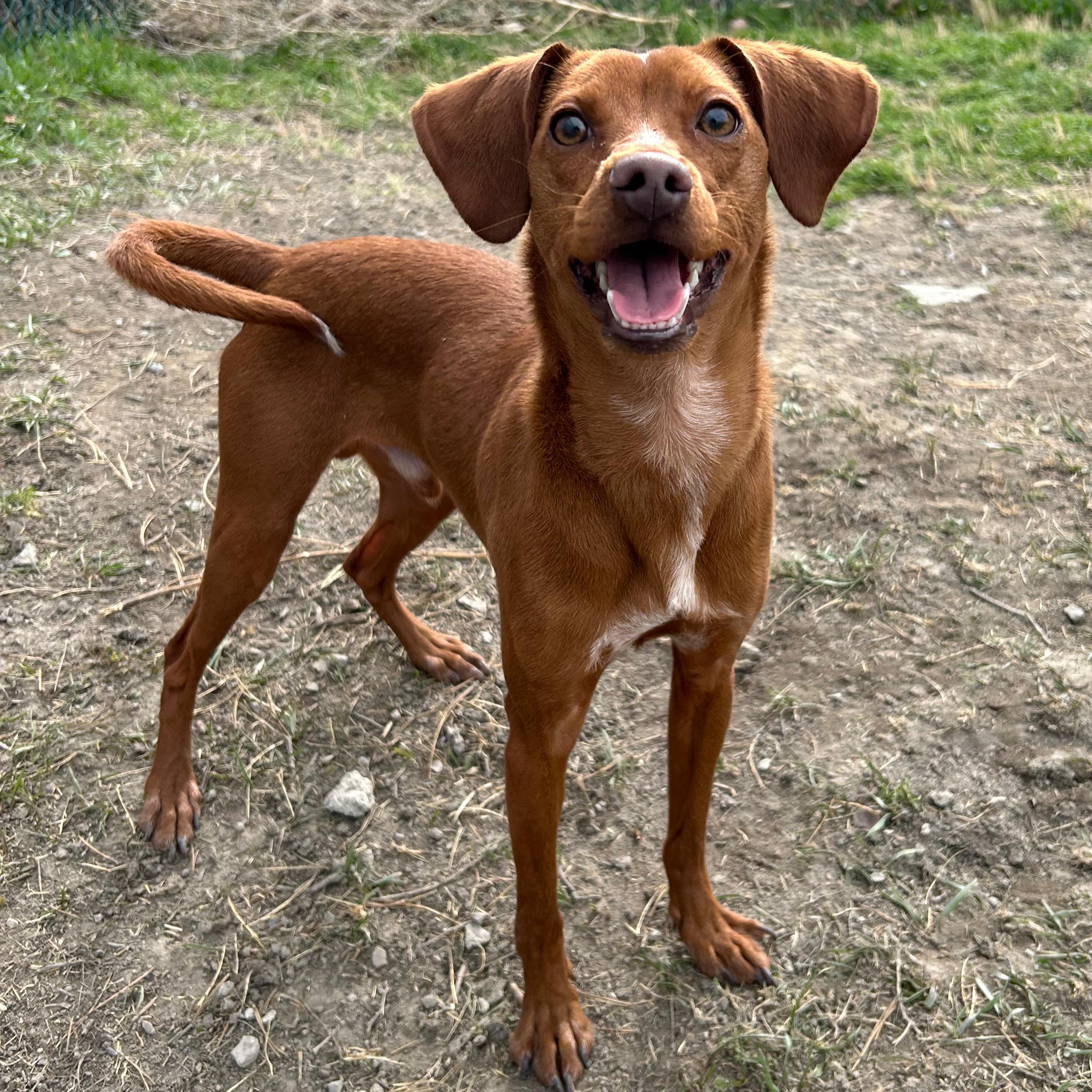 Enlarge Barracuda, a ADOPTABLE mixed breed in Lindon, UT image 5/5
