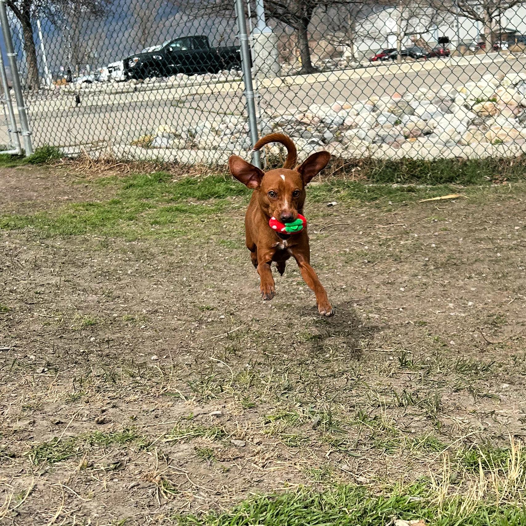 Enlarge Barracuda, a ADOPTABLE mixed breed in Lindon, UT image 2/5