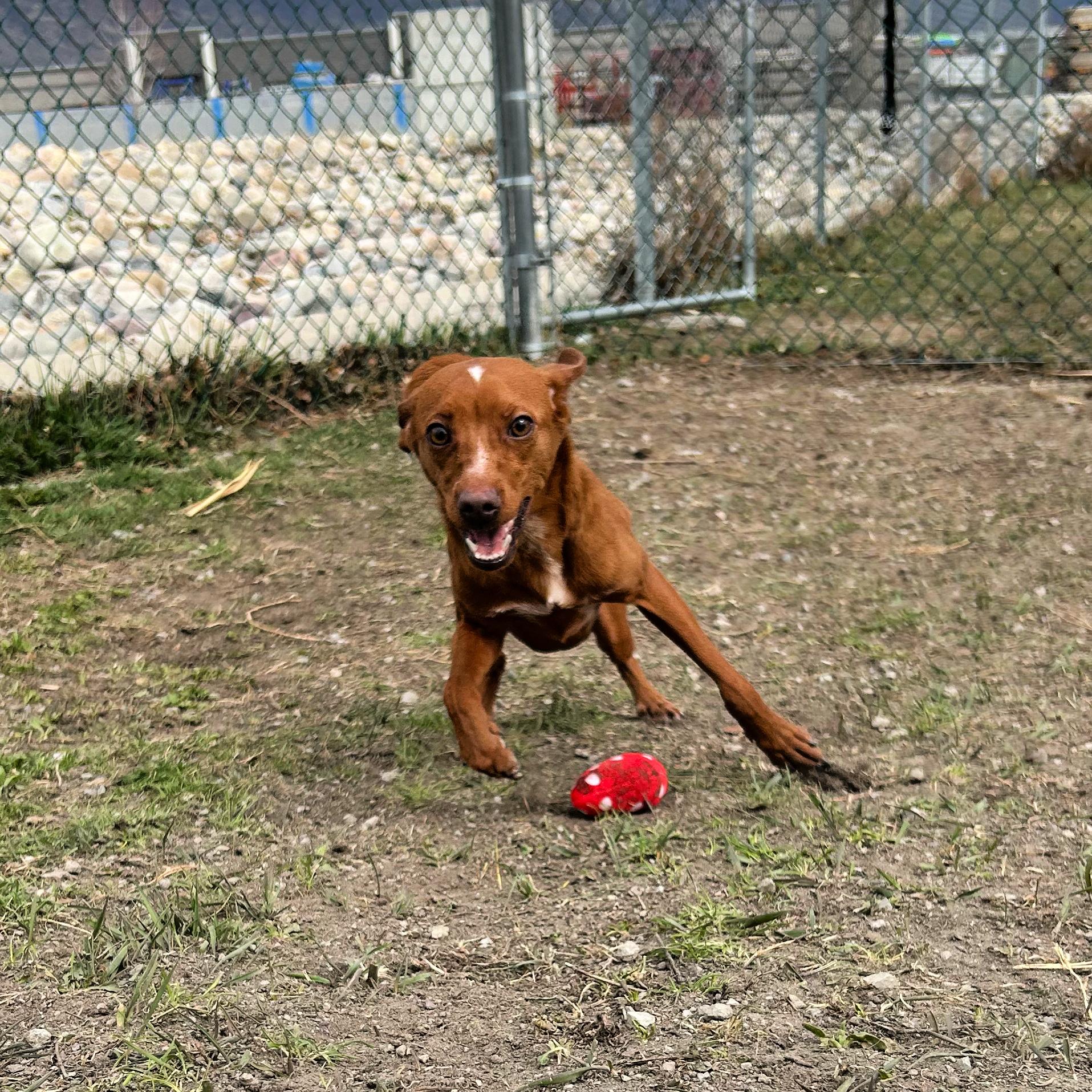 Enlarge Barracuda, a ADOPTABLE mixed breed in Lindon, UT image 3/5