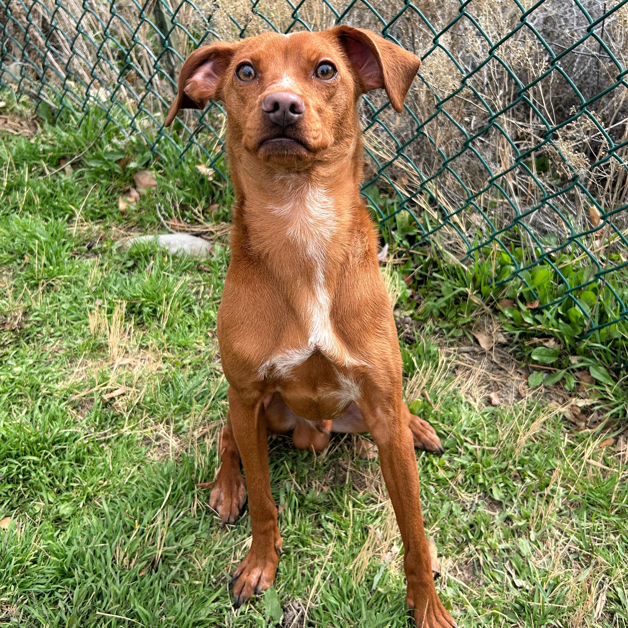 Enlarge Barracuda, a ADOPTABLE mixed breed in Lindon, UT image 4/5