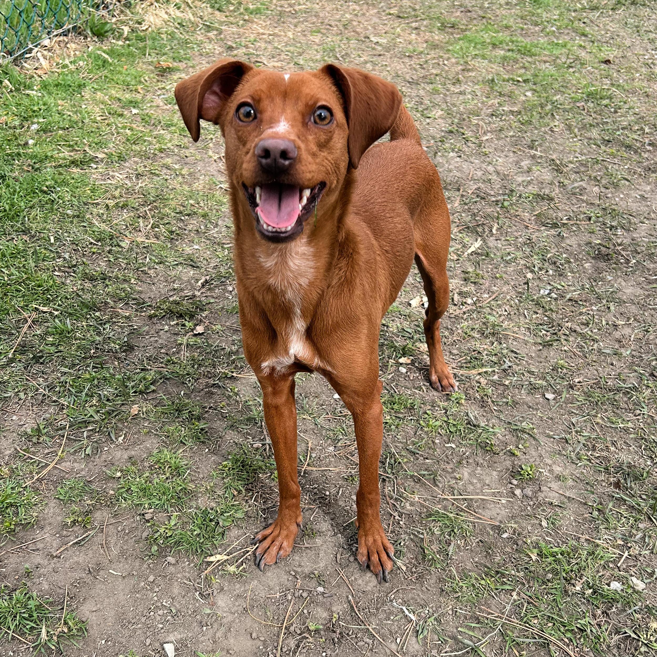 Enlarge Barracuda, a ADOPTABLE mixed breed in Lindon, UT image 1/5