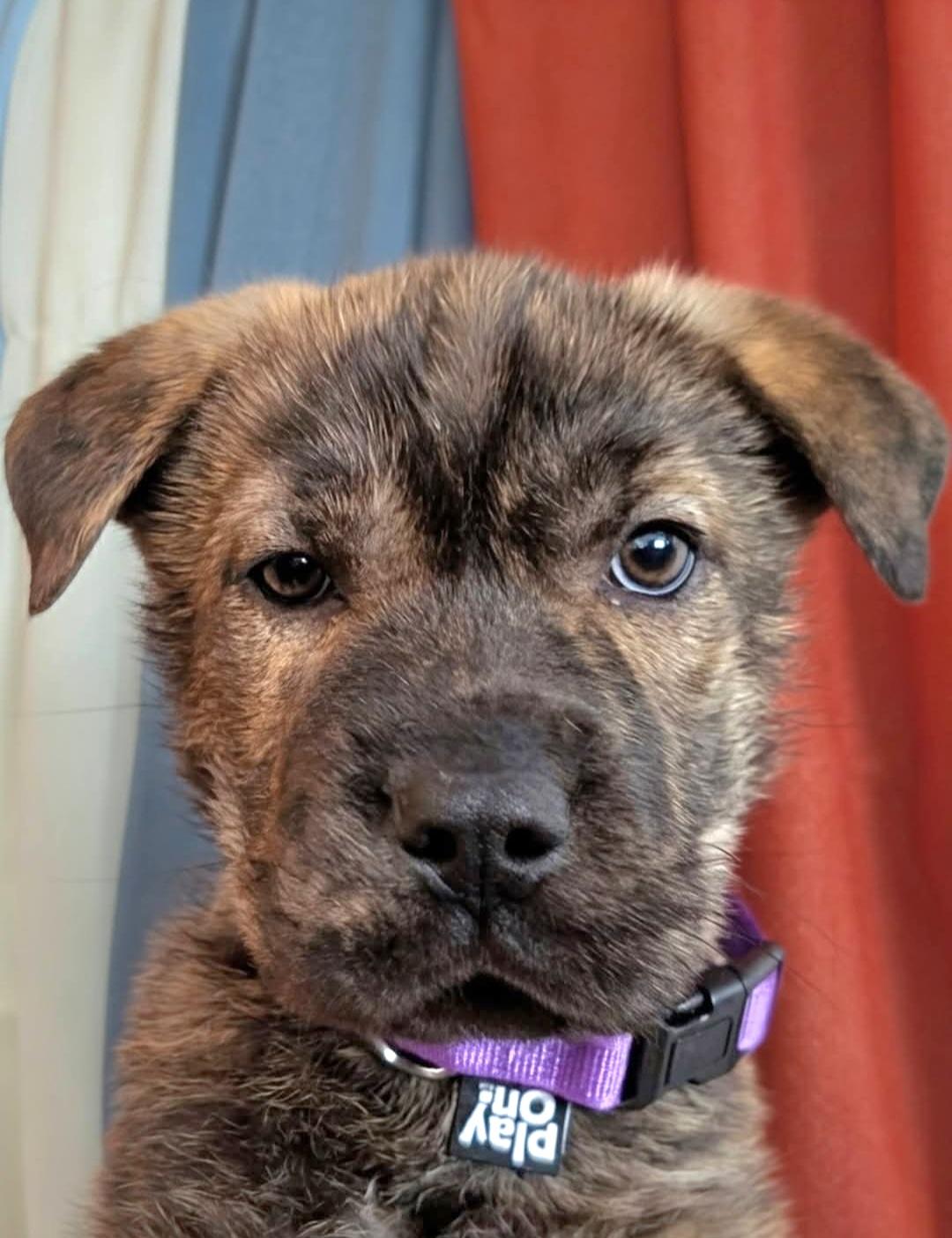 Enlarge Grace, an adopted mixed breed in Salamanca, NY image 3/5