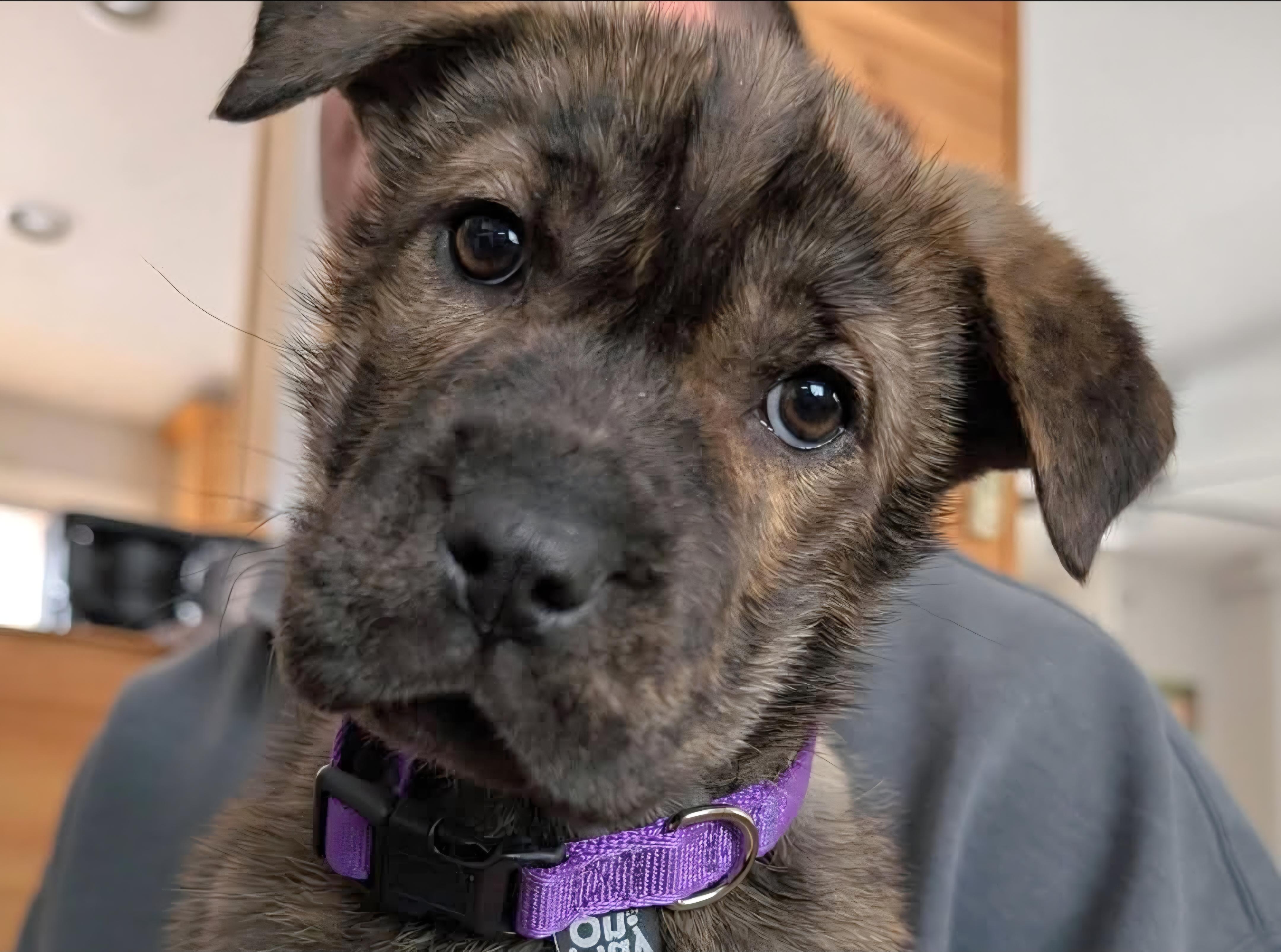 Grace, adopted, Puppy Female Mountain Cur.