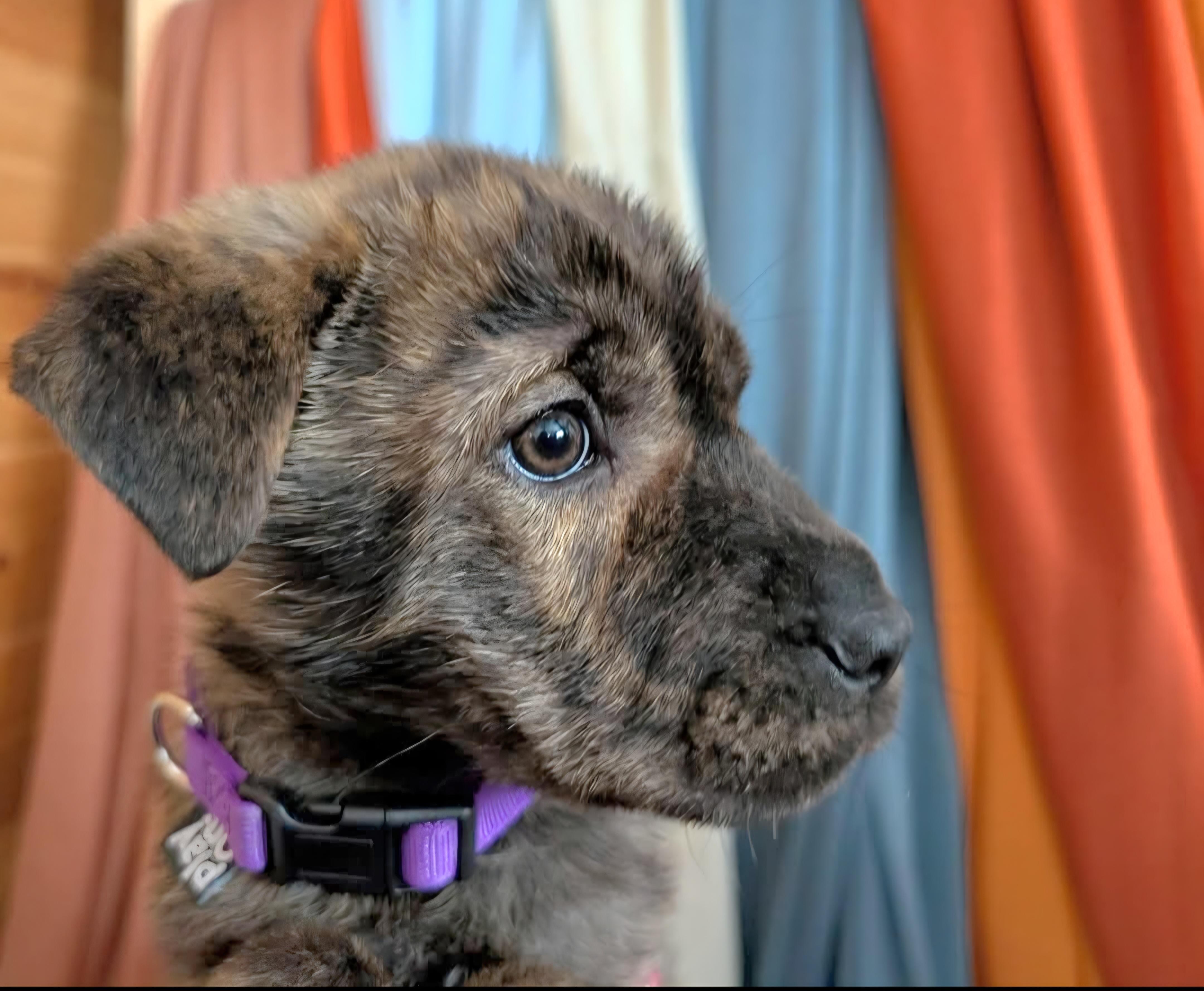 Enlarge Grace, an adopted mixed breed in Salamanca, NY image 5/5