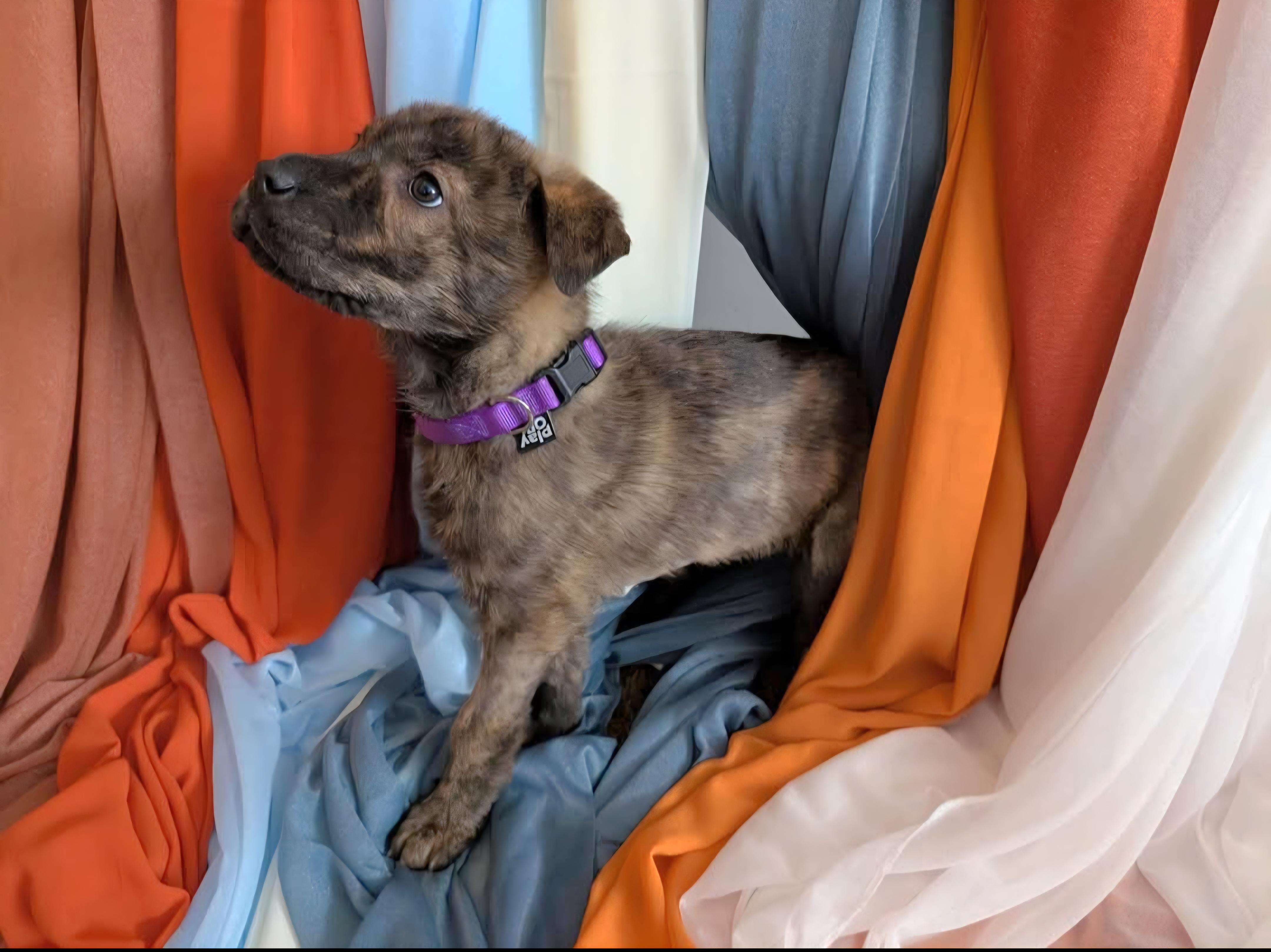 Enlarge Grace, an adopted mixed breed in Salamanca, NY image 4/5