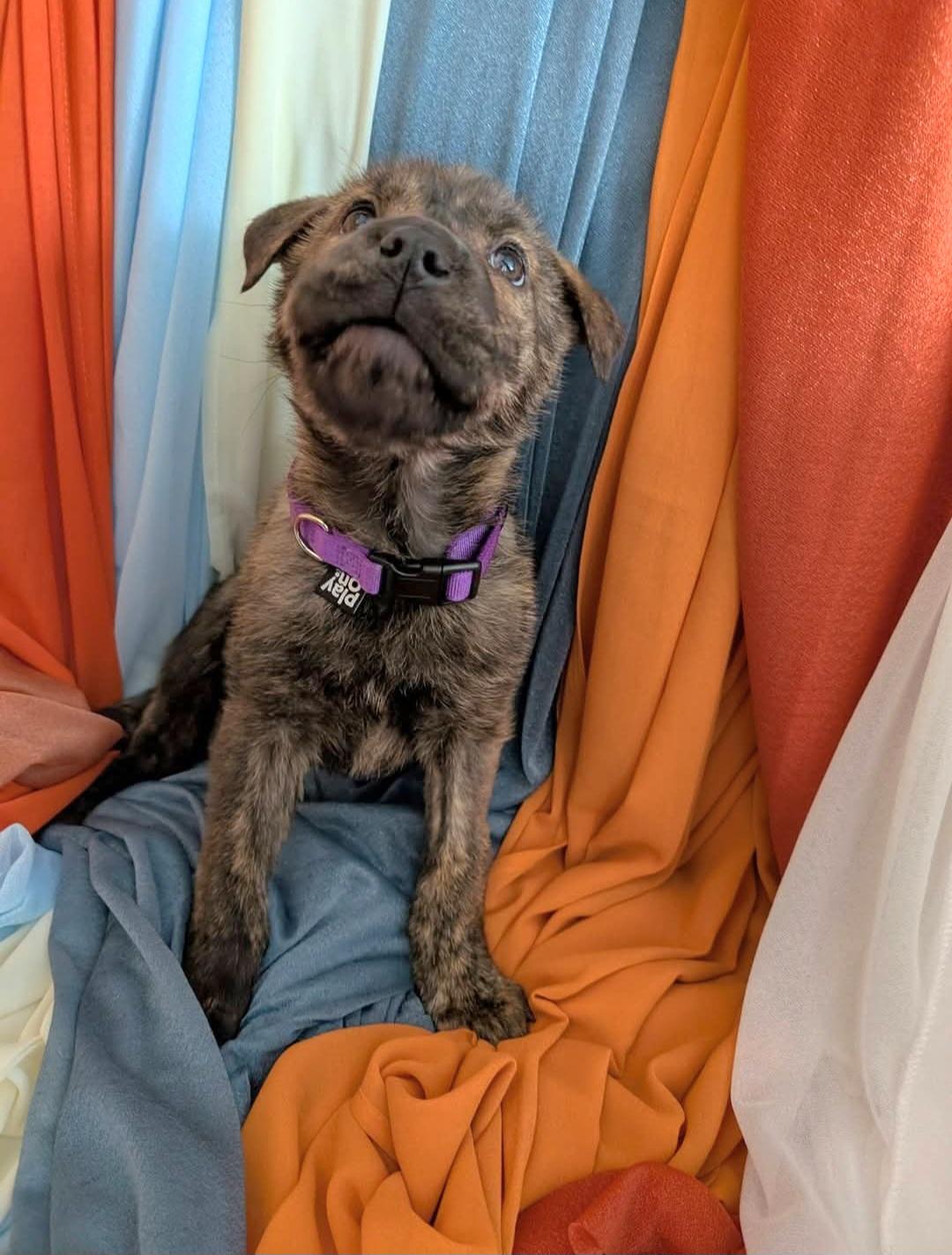 Enlarge Grace, an adopted mixed breed in Salamanca, NY image 2/5