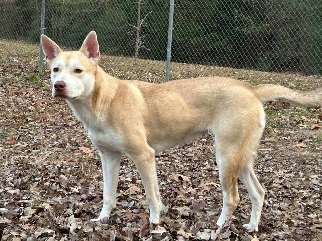 Miranda, Adoptable, Young Female Pit Bull Terrier & Husky.