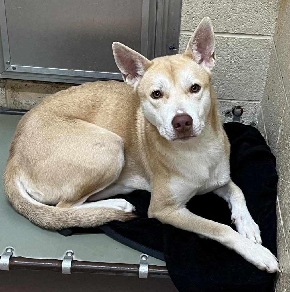 Enlarge Miranda, a Adoptable mixed breed in Nacogdoches, TX image 2/5