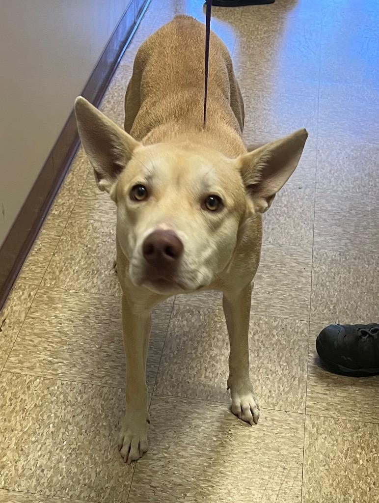 Enlarge Miranda, a Adoptable mixed breed in Nacogdoches, TX image 1/1