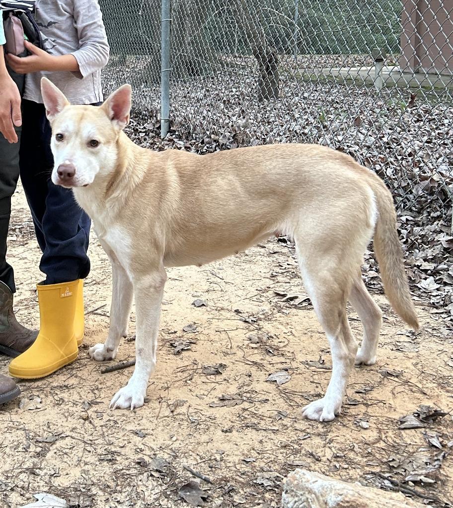 Enlarge Miranda, a Adoptable mixed breed in Nacogdoches, TX image 5/5