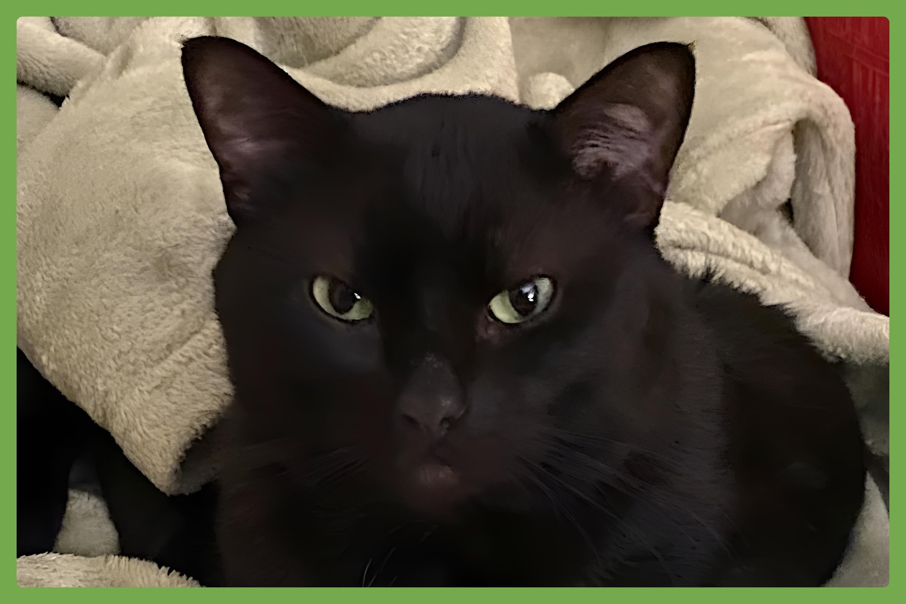 Tomie, Adult Male unknown
