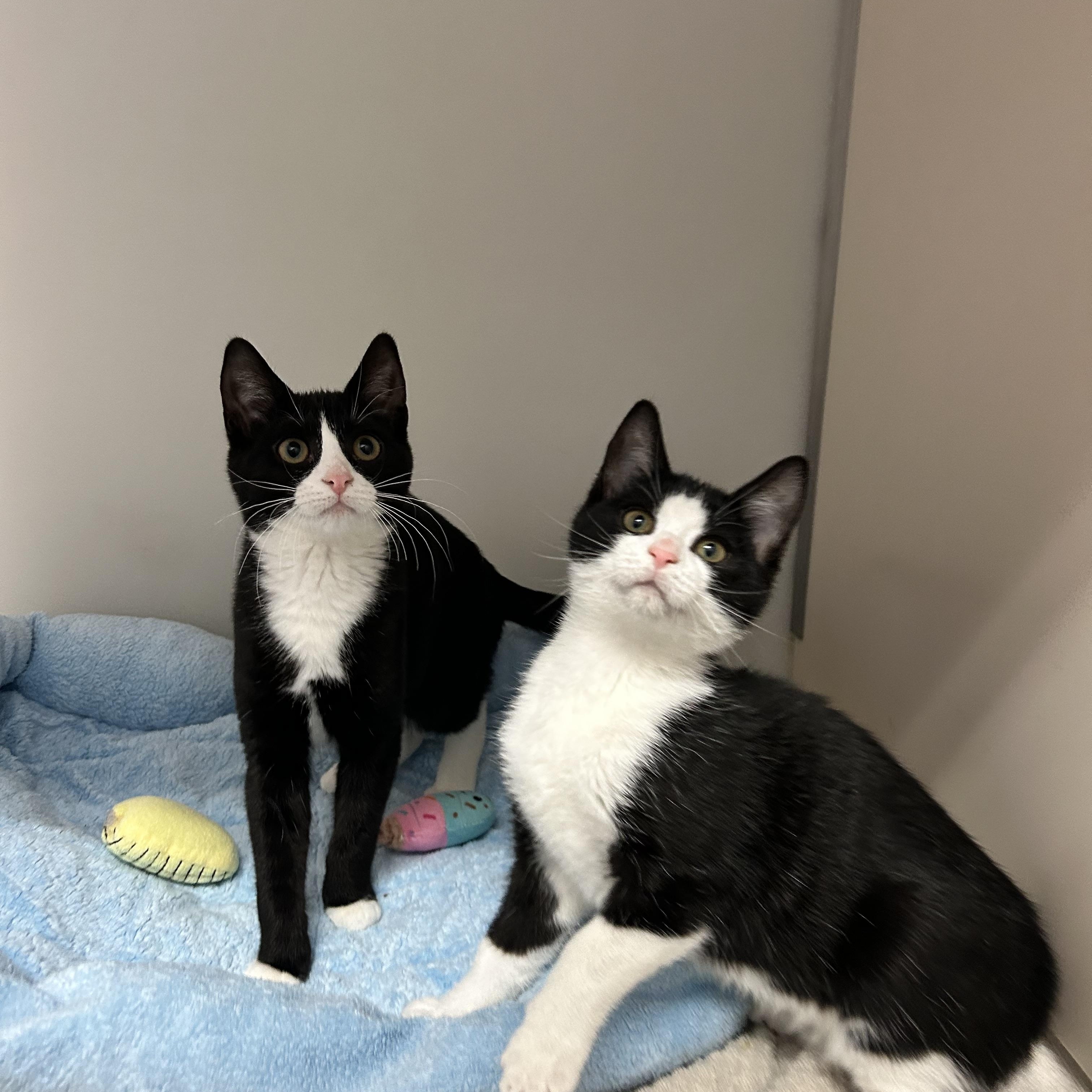 Enlarge Feather and Diamond, a Adoptable Domestic Short Hair in Howes Cave, NY image 2/2