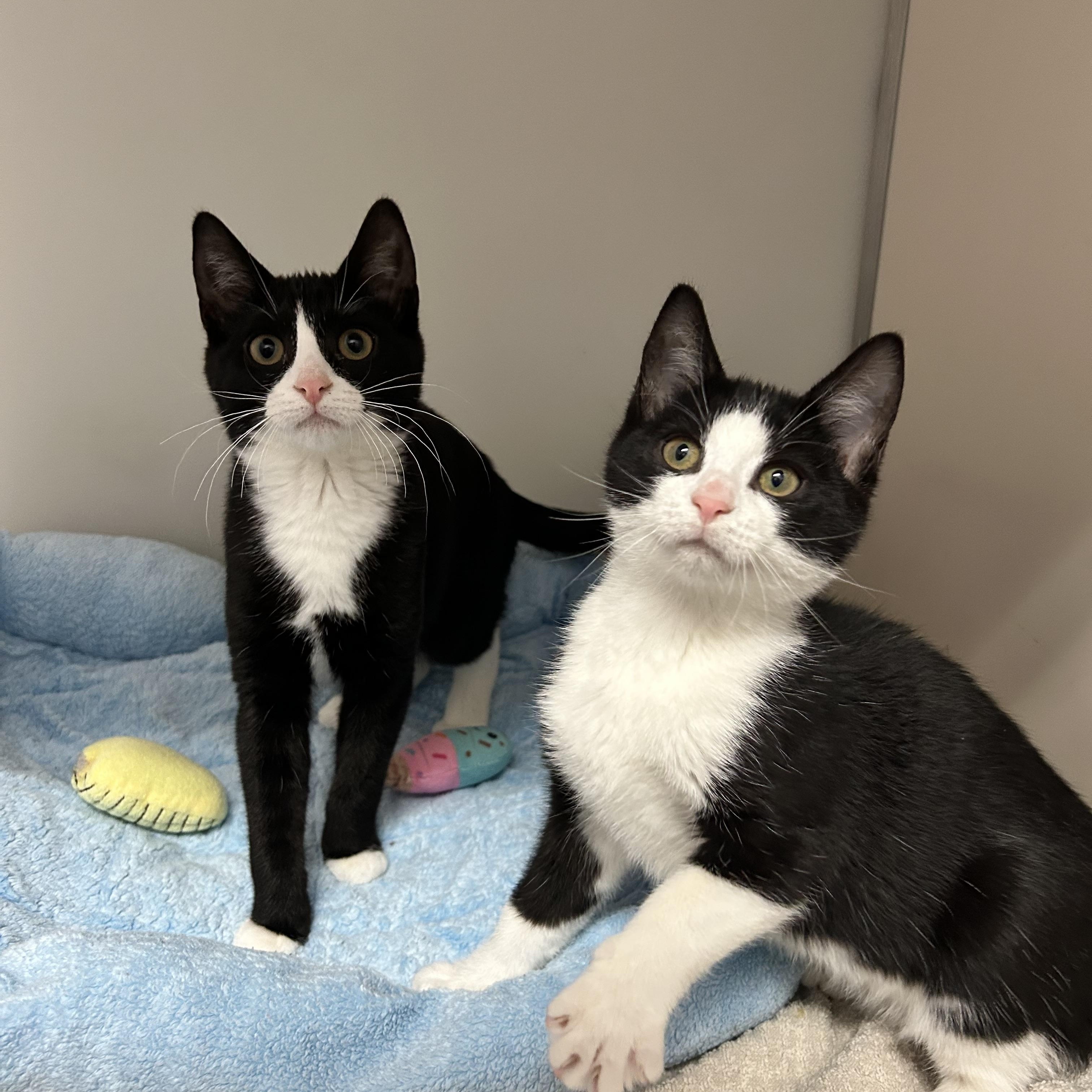 Feather and Diamond, Adoptable, Young Female Domestic Short Hair.