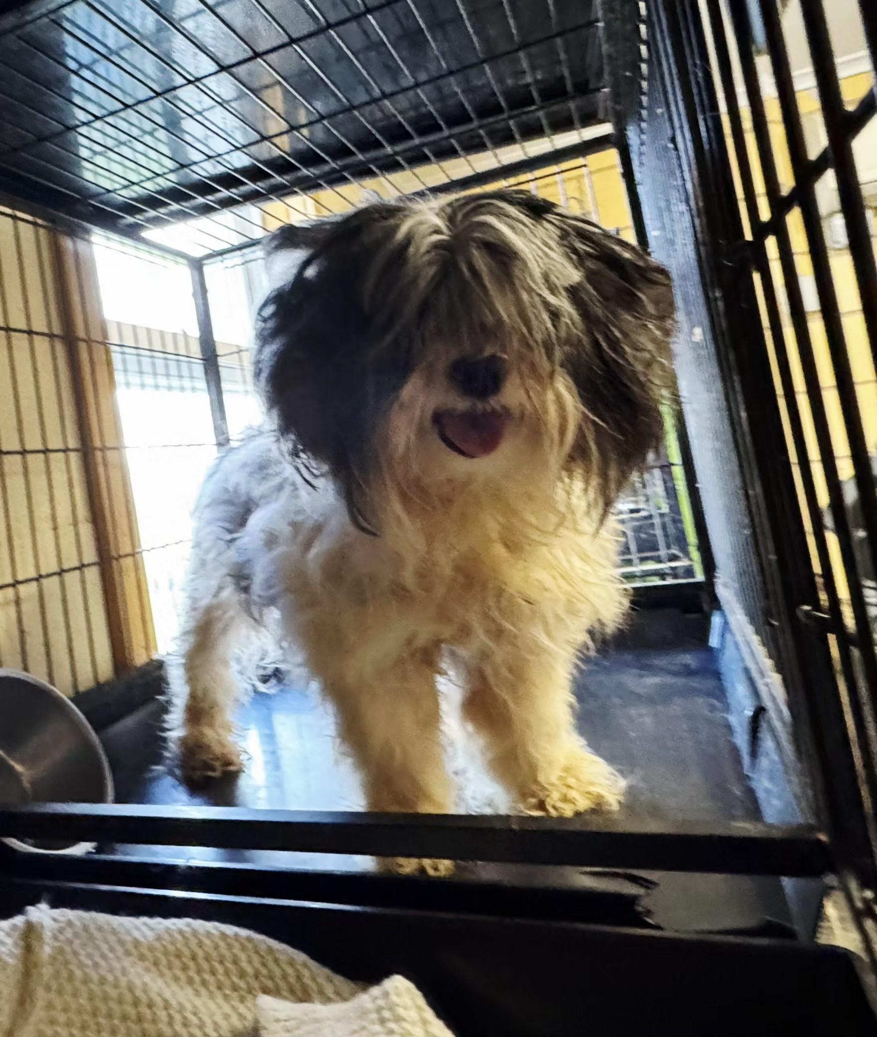 Enlarge Gus, a ADOPTABLE Shih Tzu in Perth Amboy, NJ image 1/2