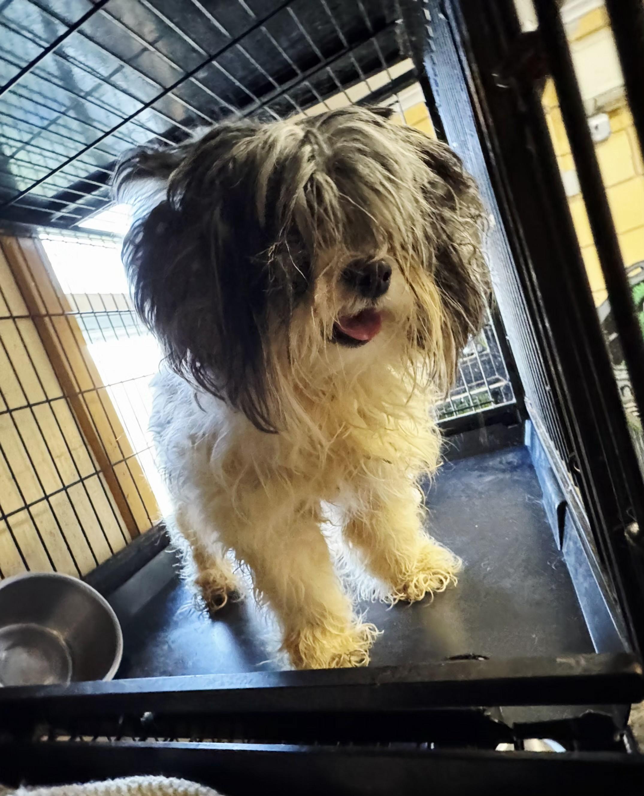 Enlarge Gus, a ADOPTABLE Shih Tzu in Perth Amboy, NJ image 2/2