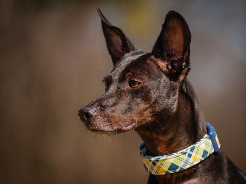 Dog for adoption Marcus, a Mixed Breed in PointeFortune, QC Petfinder