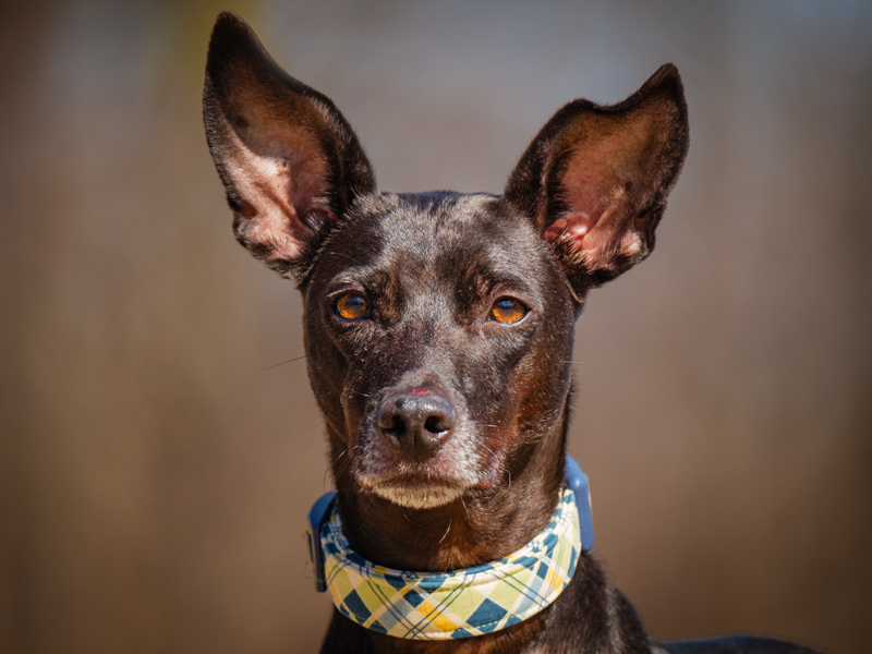 Dog for adoption Marcus, a Mixed Breed in PointeFortune, QC Petfinder