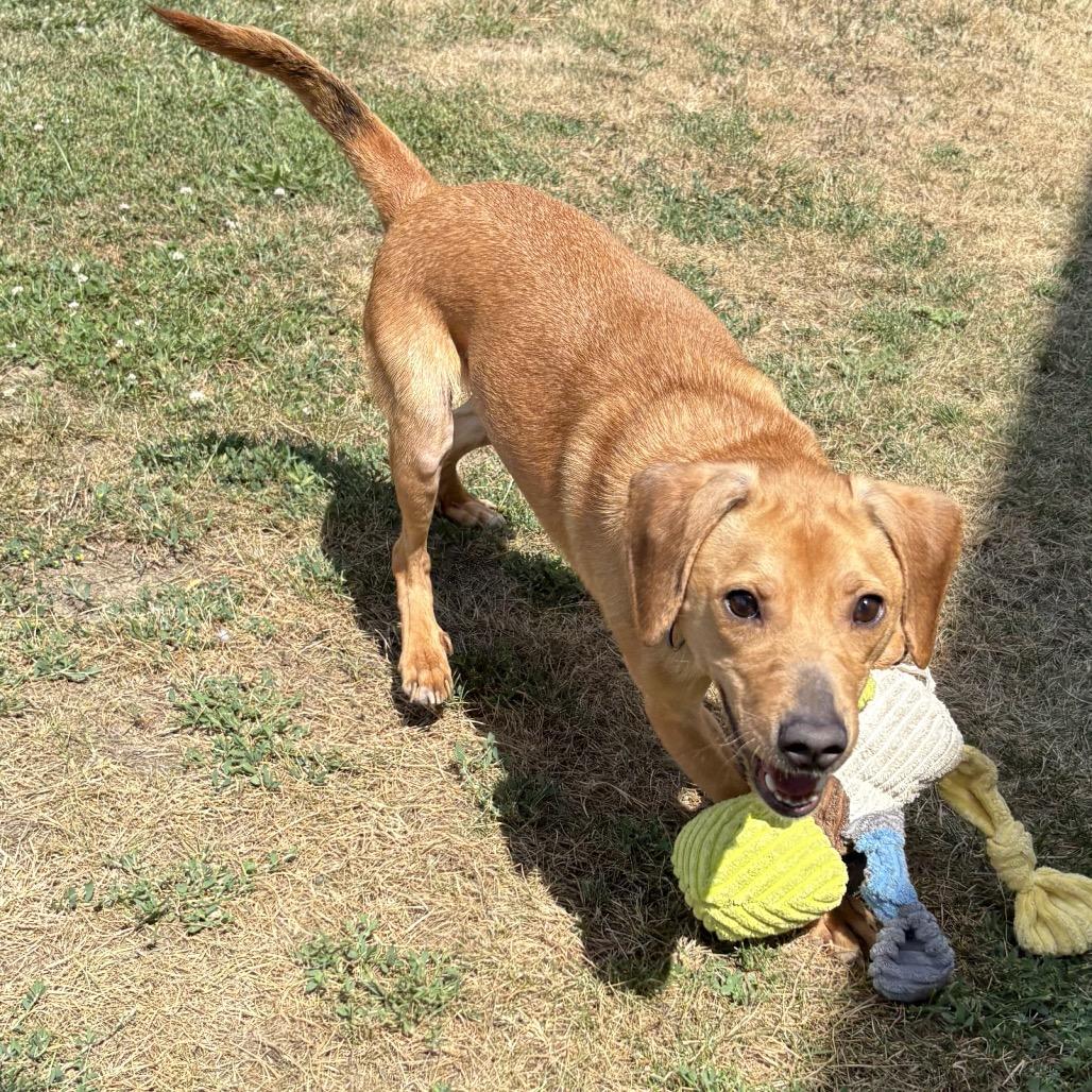 Prince 14D26, Adoptable, Adult Male Mixed Breed.