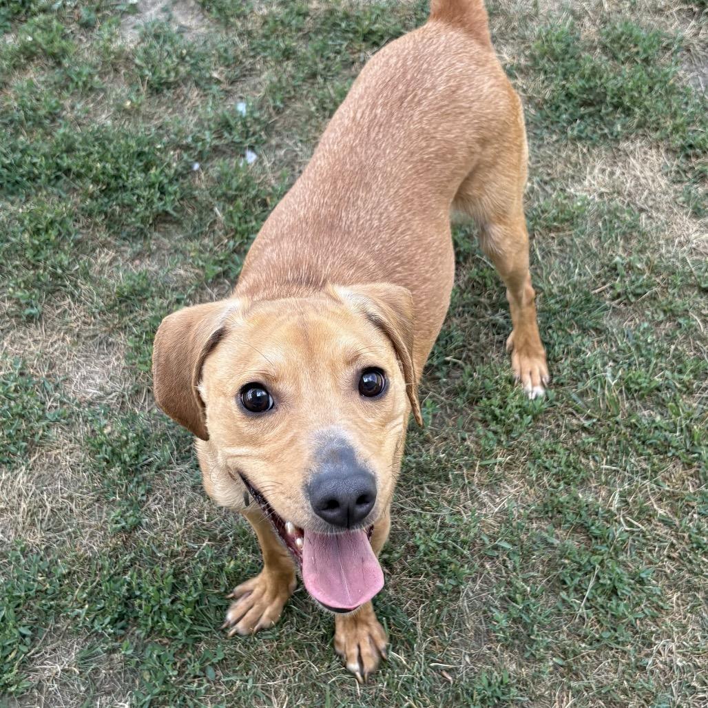Enlarge Prince 14D26, a Adoptable Mixed Breed in Napoleon, OH image 2/2