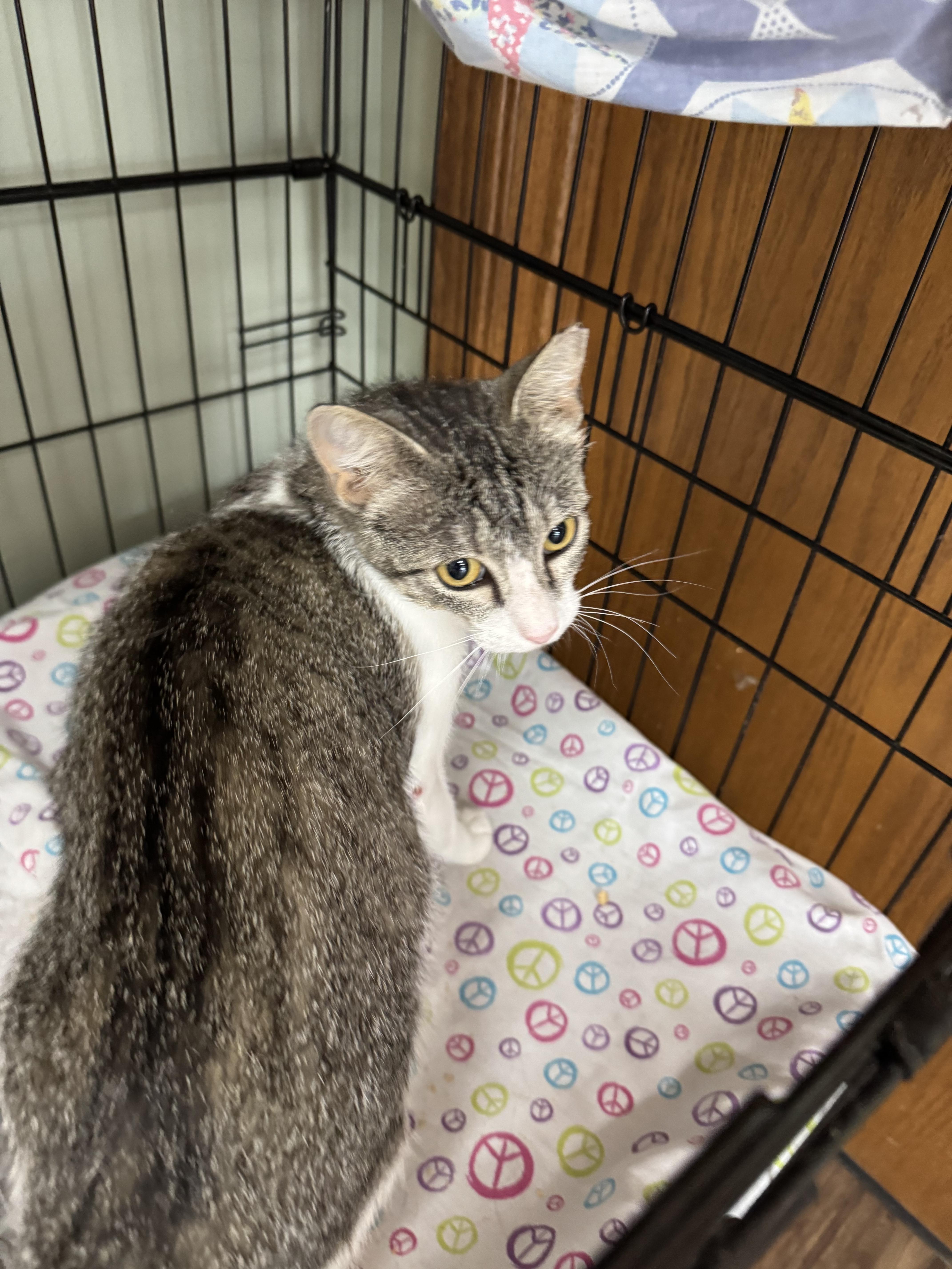 Azalea, an adoptable Domestic Short Hair in Valley Center, KS, 67147 | Photo Image 1