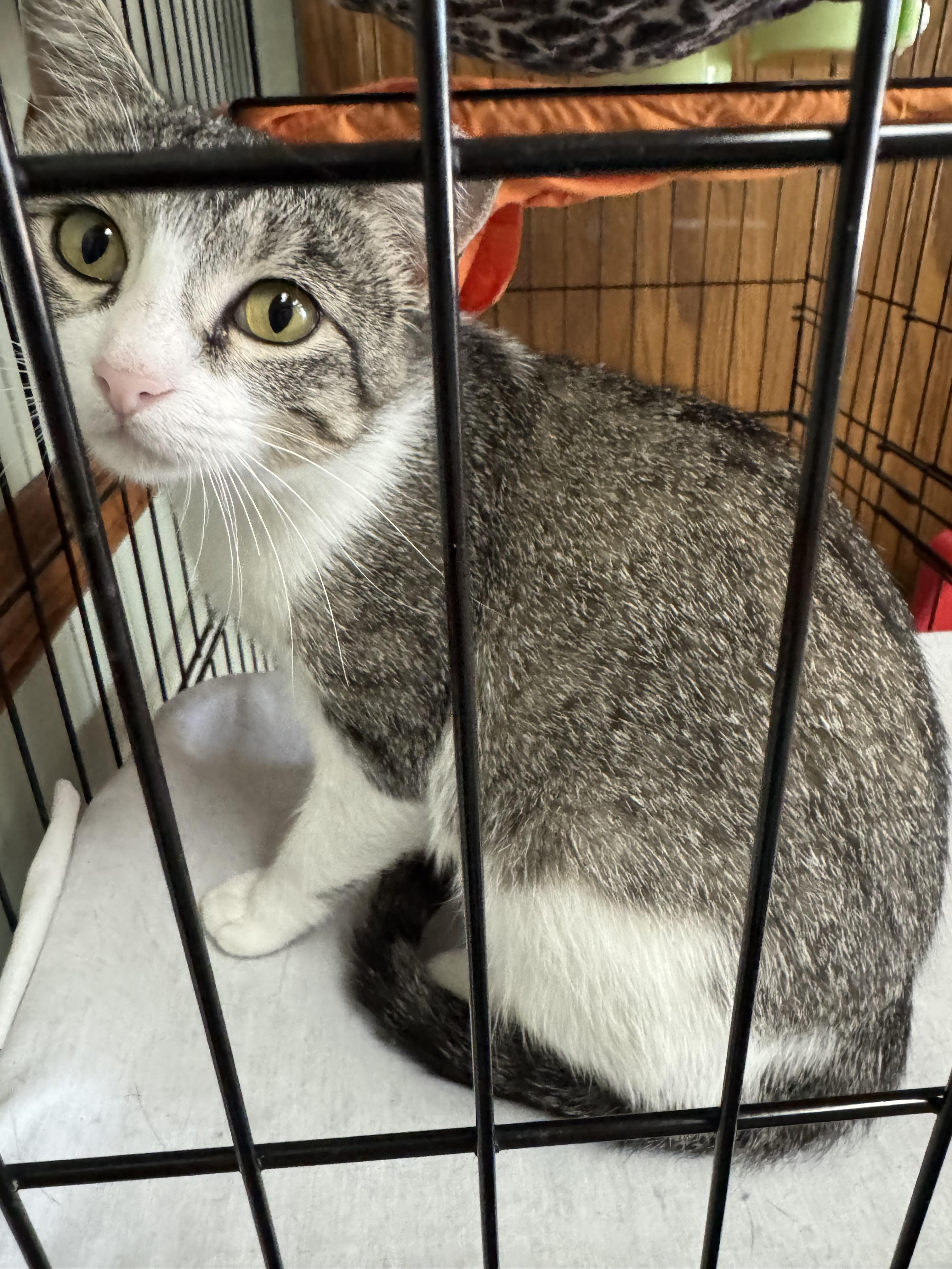 Azalea, an adoptable Domestic Short Hair in Valley Center, KS, 67147 | Photo Image 1