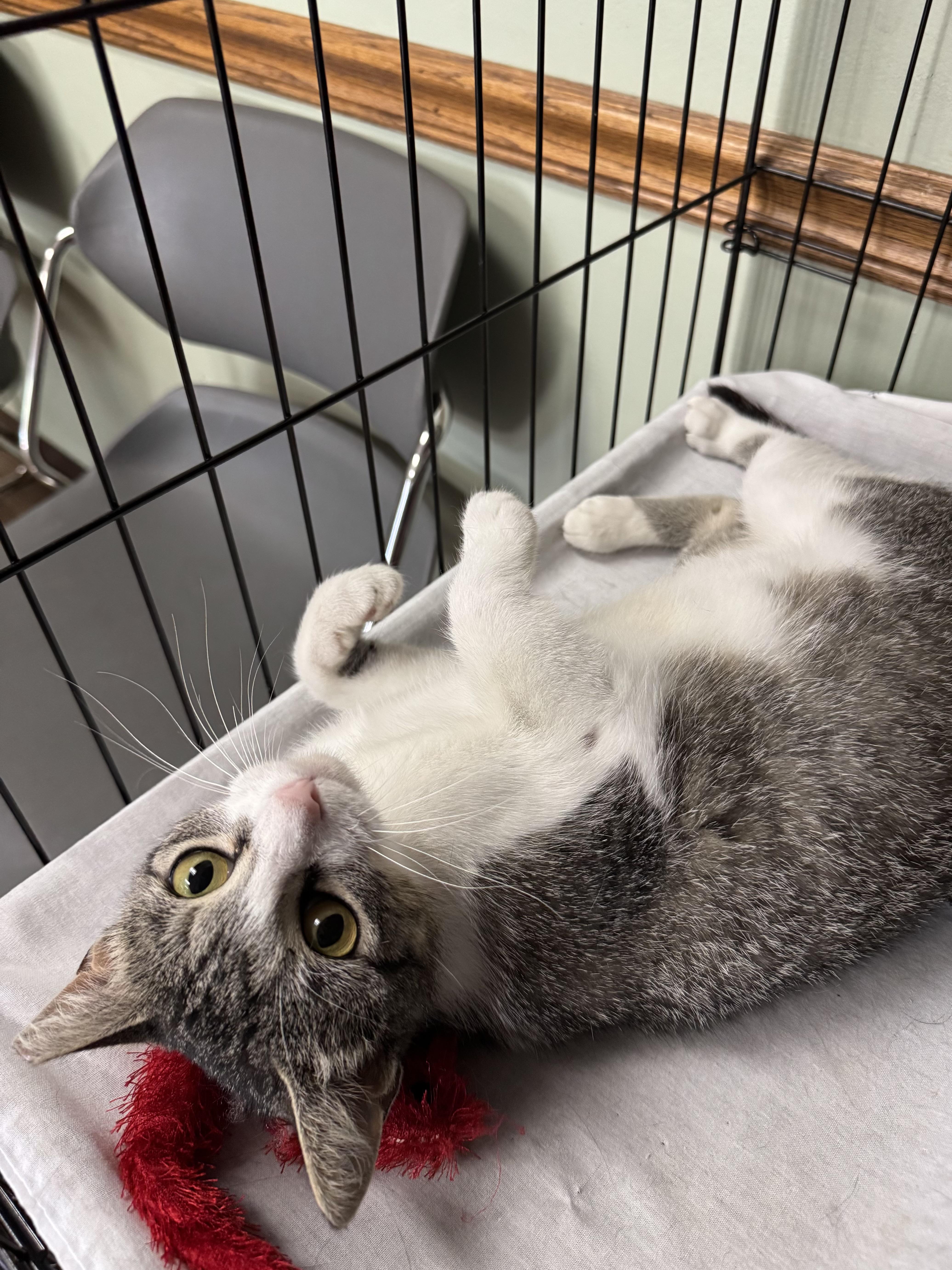 Azalea, an adoptable Domestic Short Hair in Valley Center, KS, 67147 | Photo Image 3