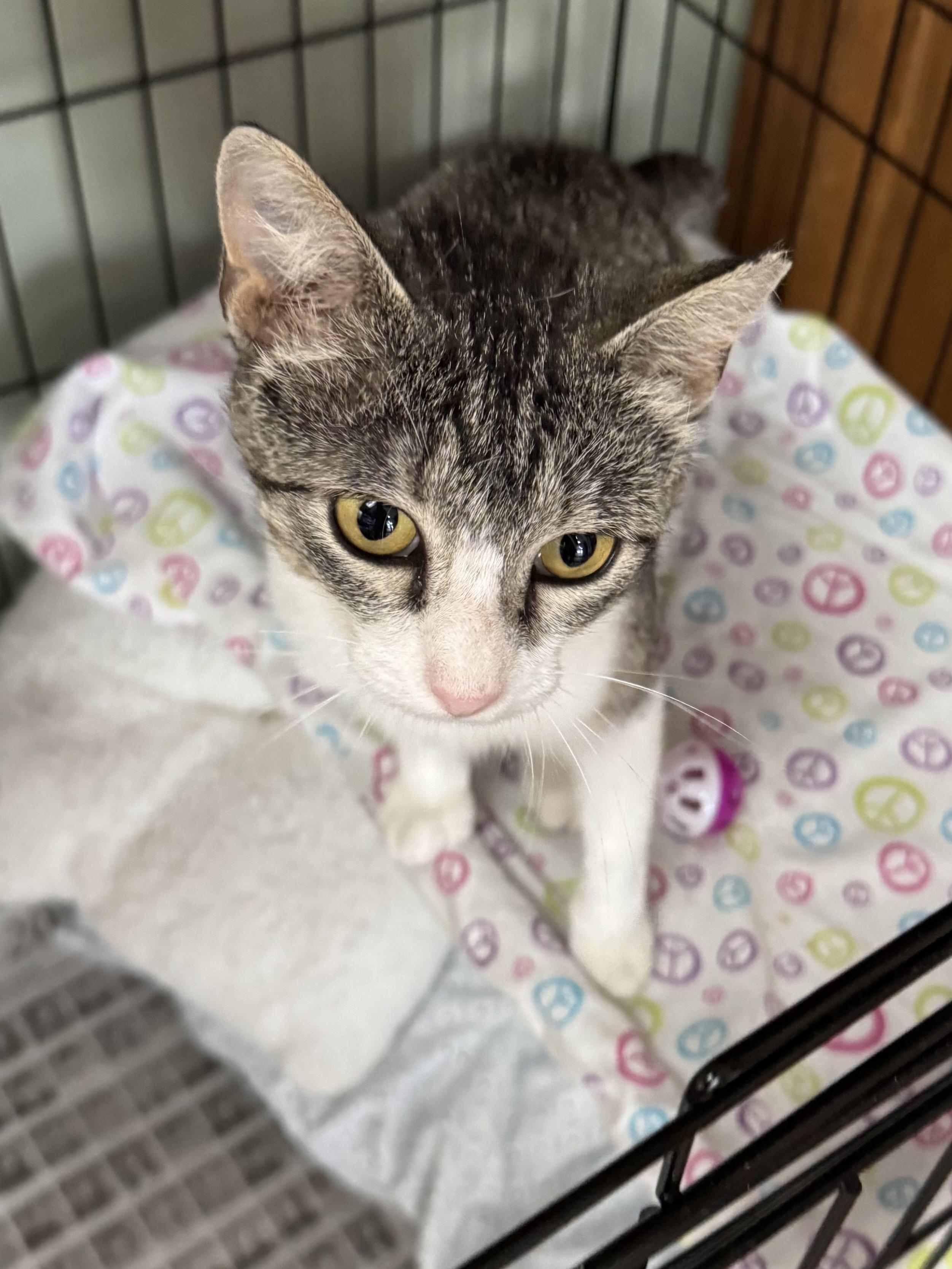 Azalea, an adoptable Domestic Short Hair in Valley Center, KS, 67147 | Photo Image 2