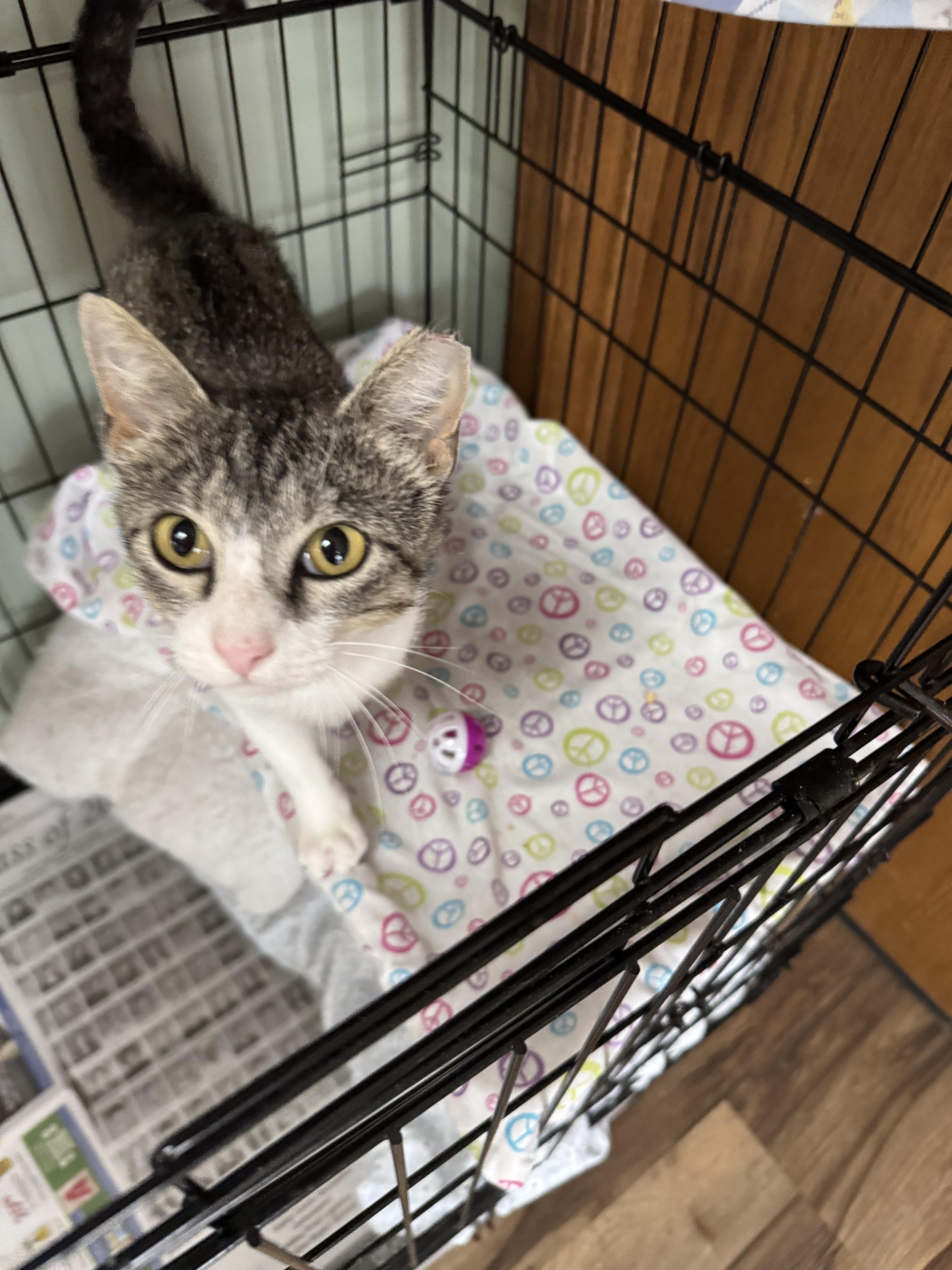 Azalea, an adoptable Domestic Short Hair in Valley Center, KS, 67147 | Photo Image 4