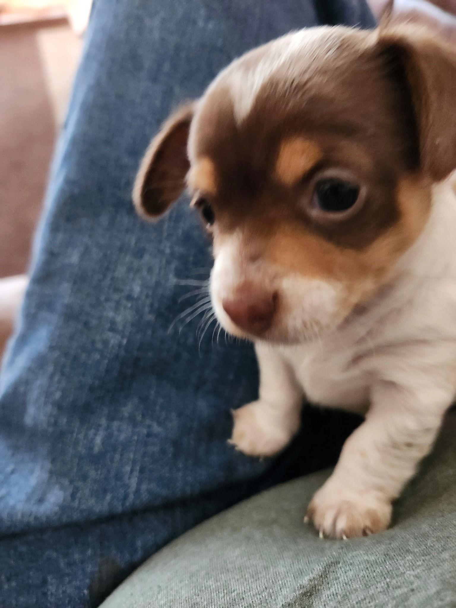 Lumi, Adoptable, Puppy Female Dachshund & Chihuahua.