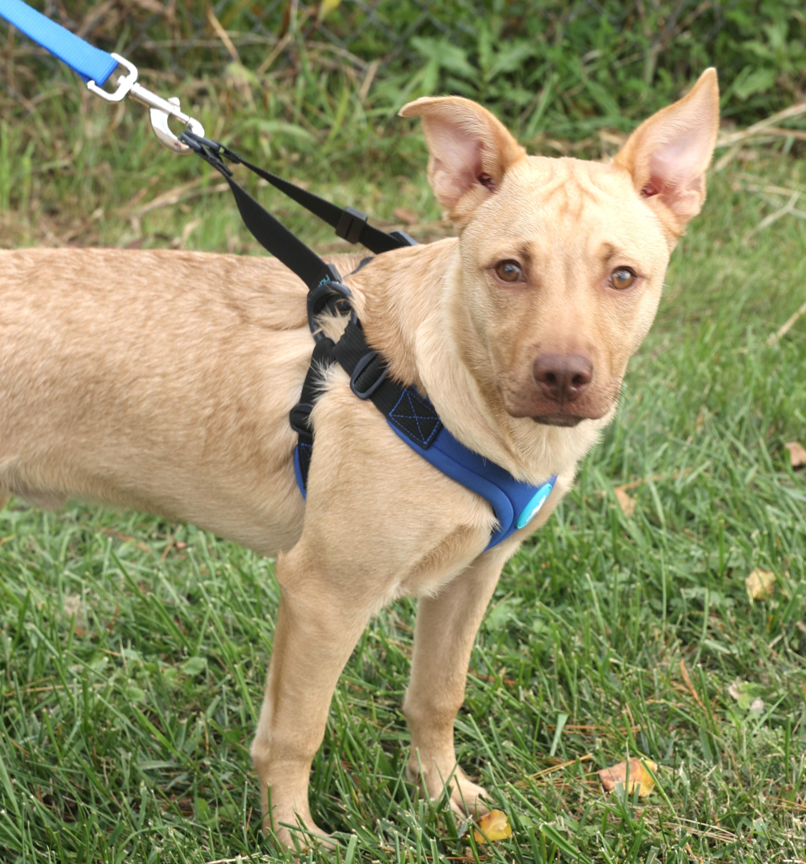Clarke-Available!! www.lhar.dog to apply!, a Adoptable mixed breed in Frederick, MD image 3/6