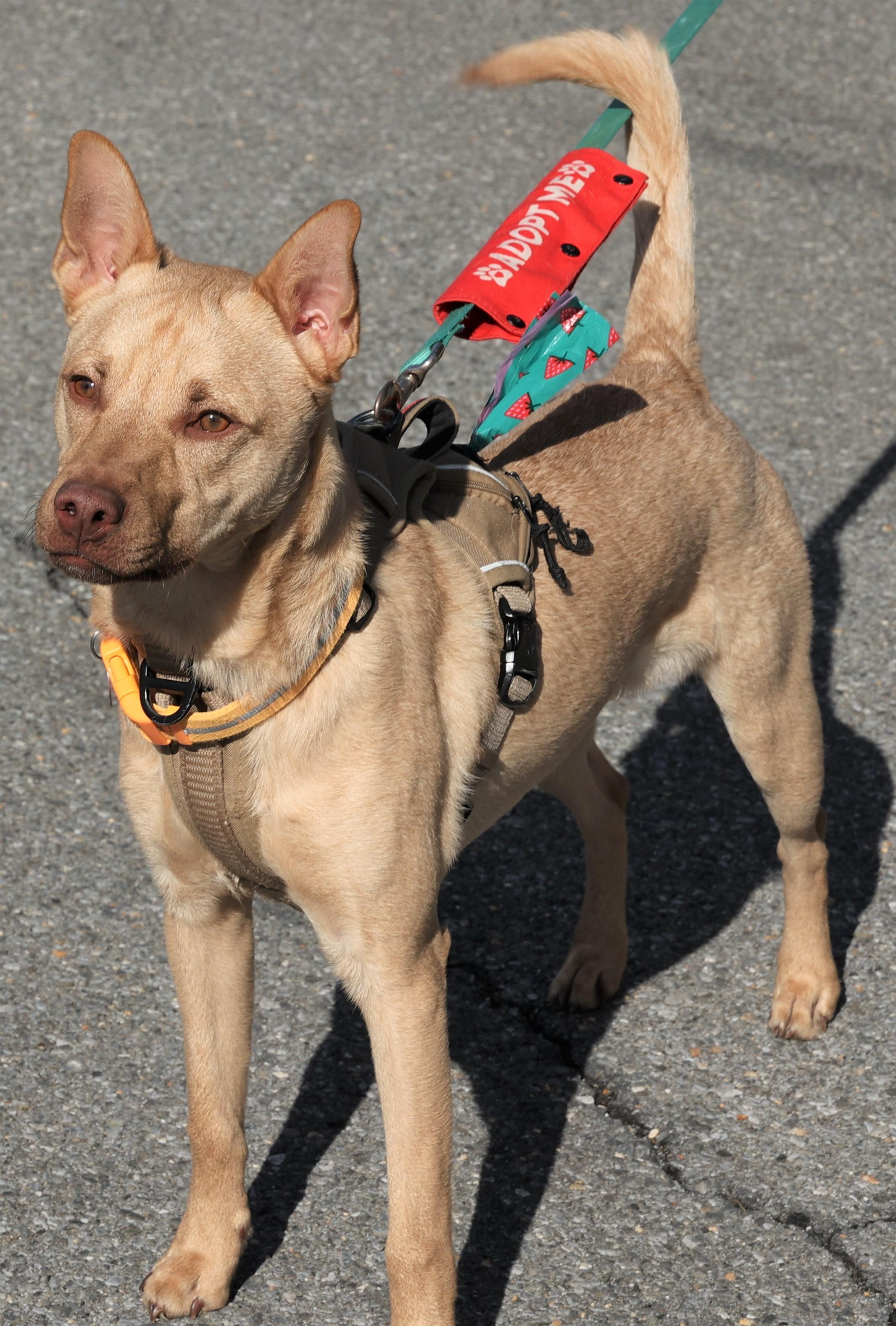 Enlarge Clarke-Available! www.lhar.dog to apply! , a Adoptable mixed breed in Frederick, MD image 5/5