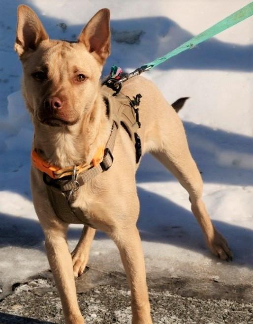 Enlarge Clarke-Available! www.lhar.dog to apply! , a Adoptable mixed breed in Frederick, MD image 2/6