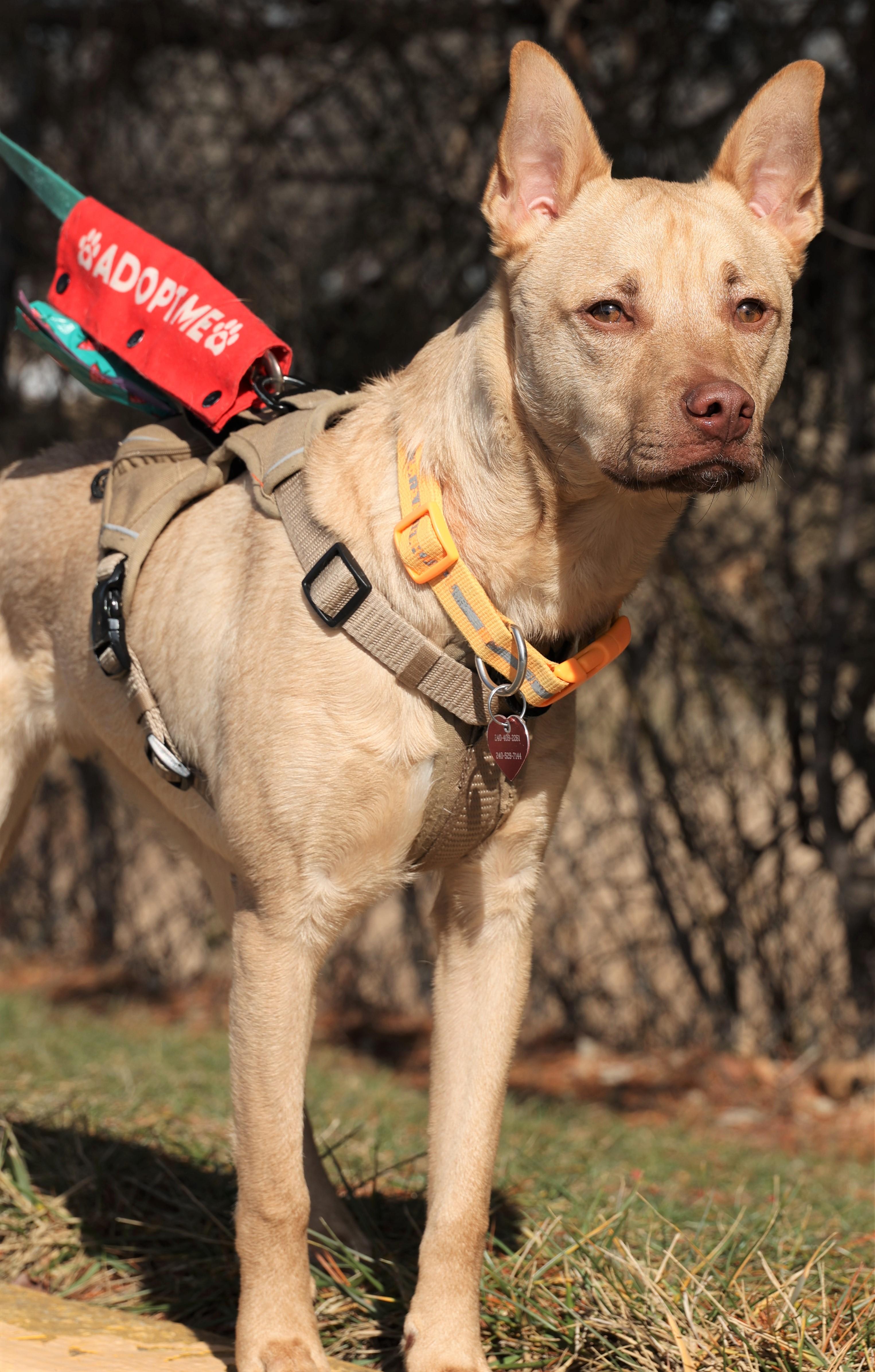 Enlarge Clarke-Available! www.lhar.dog to apply! , a Adoptable mixed breed in Frederick, MD image 2/5