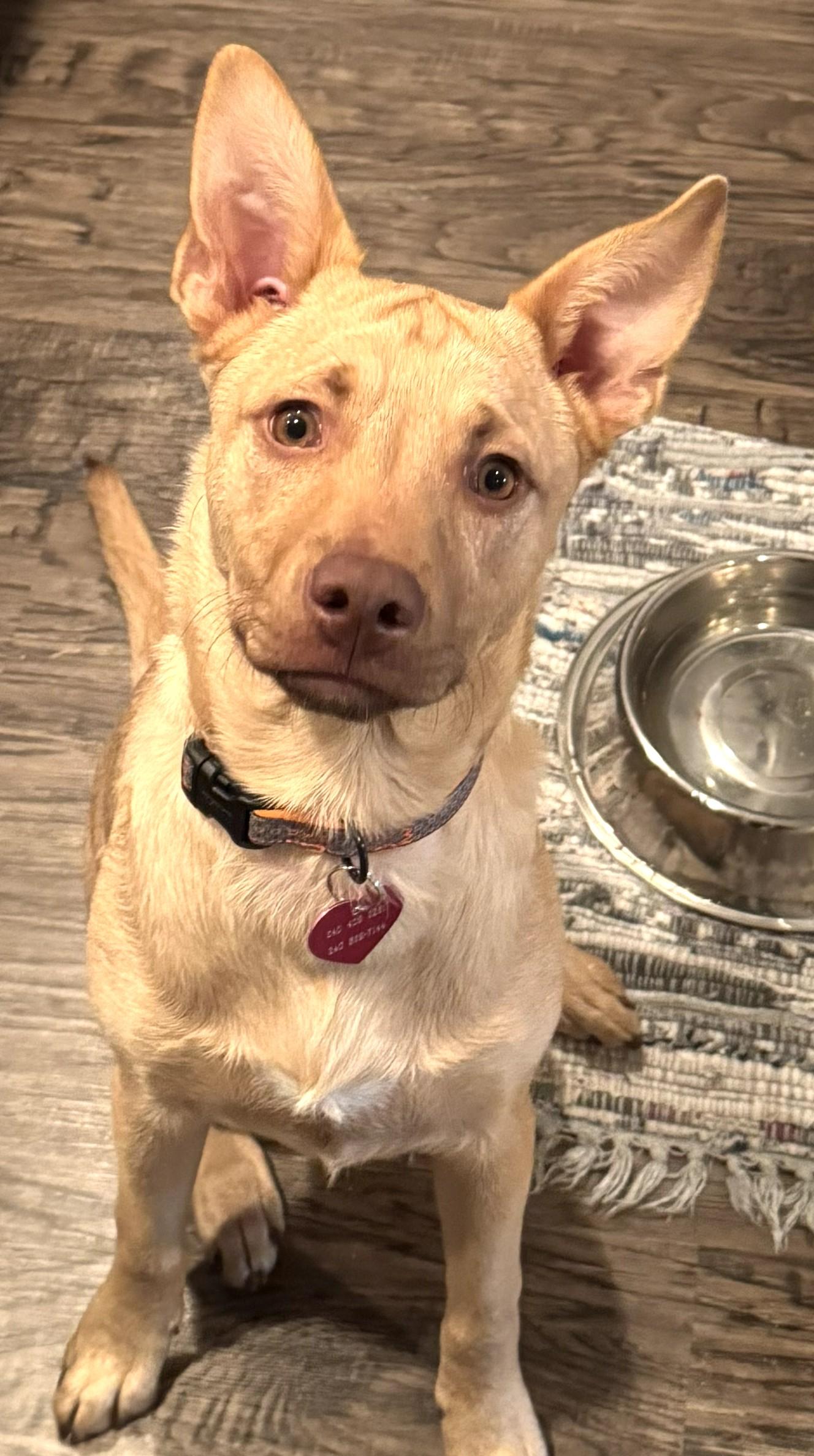 Clarke-Available!! www.lhar.dog to apply!, Adoptable, Puppy Male Cattle Dog.