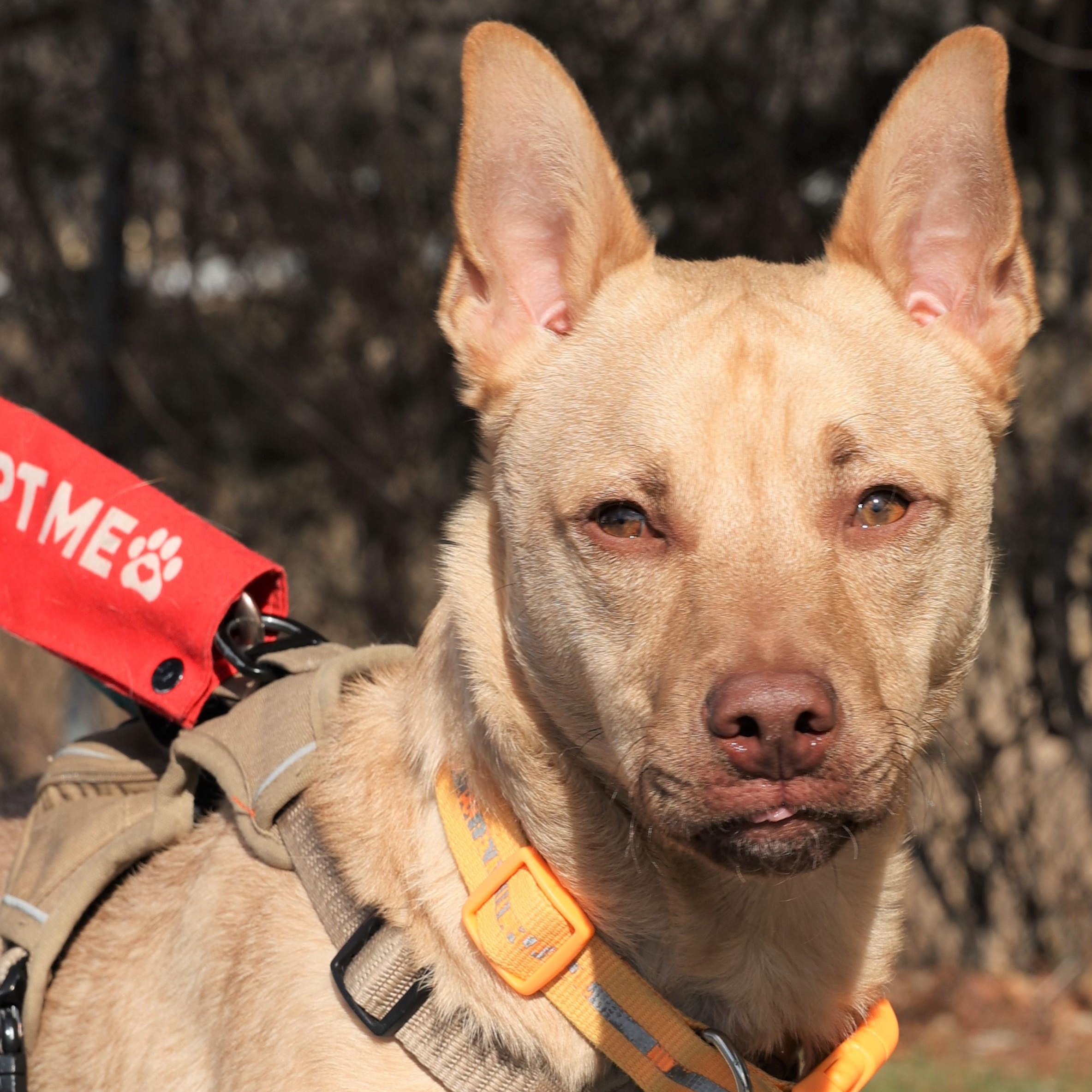 Enlarge Clarke-Available! www.lhar.dog to apply! , a Adoptable mixed breed in Frederick, MD image 1/5