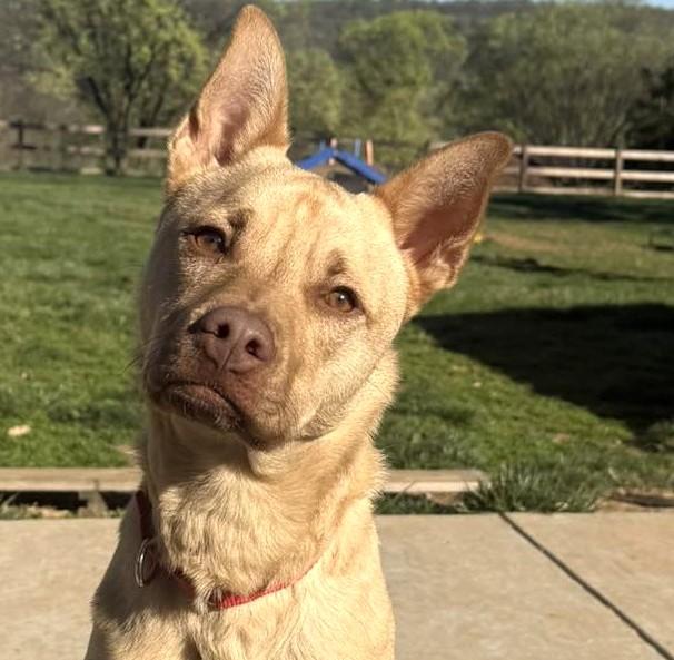 Enlarge Clarke-Available! www.lhar.dog to apply! , a Adoptable mixed breed in Frederick, MD image 1/6