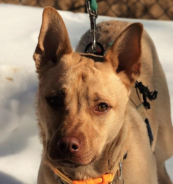 Enlarge Clarke-Available! www.lhar.dog to apply! , a Adoptable mixed breed in Frederick, MD image 1/6