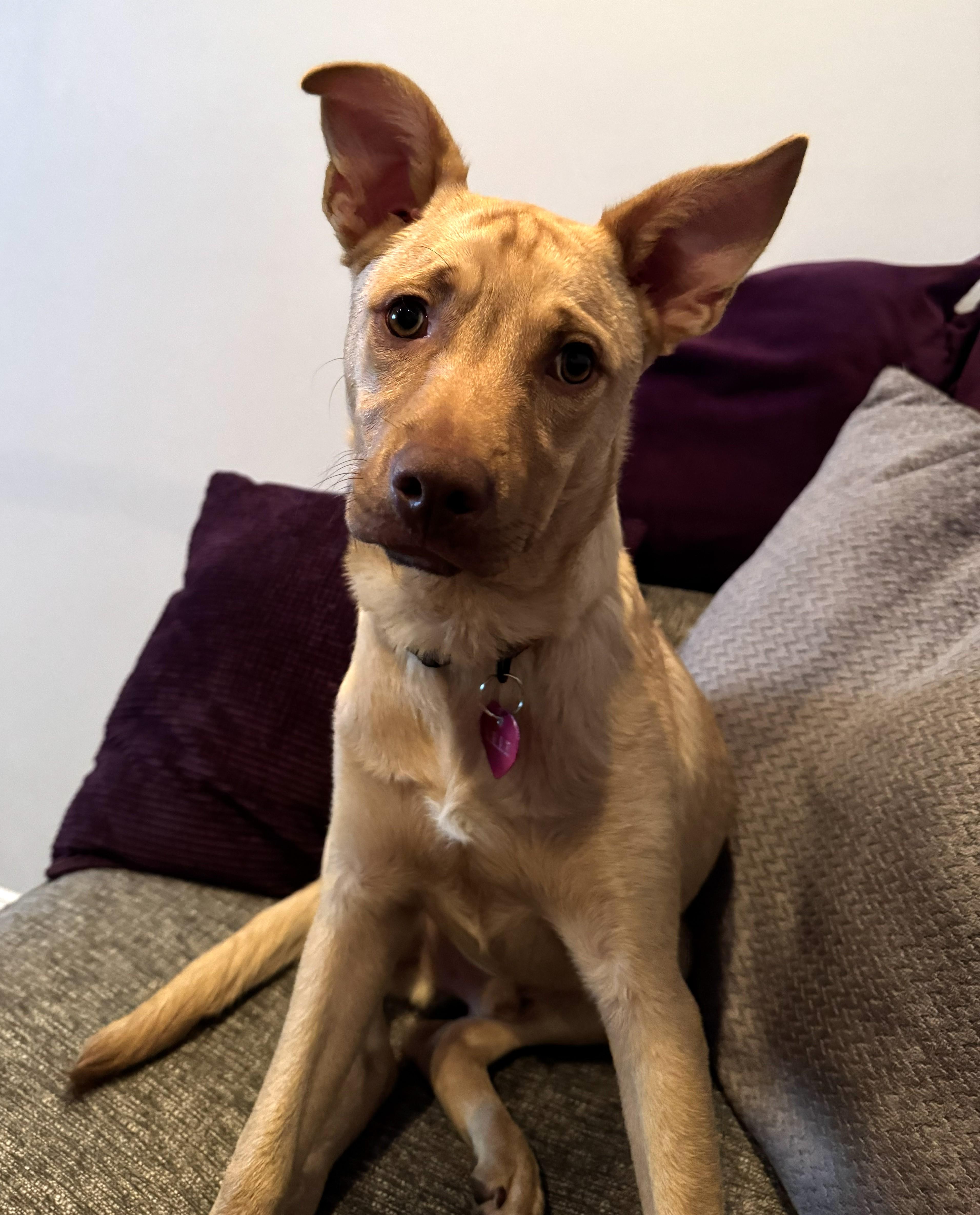 Clarke-Available!! www.lhar.dog to apply!, a Adoptable mixed breed in Frederick, MD image 6/6