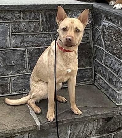Enlarge Clarke-Available! www.lhar.dog to apply! , a Adoptable mixed breed in Frederick, MD image 3/6